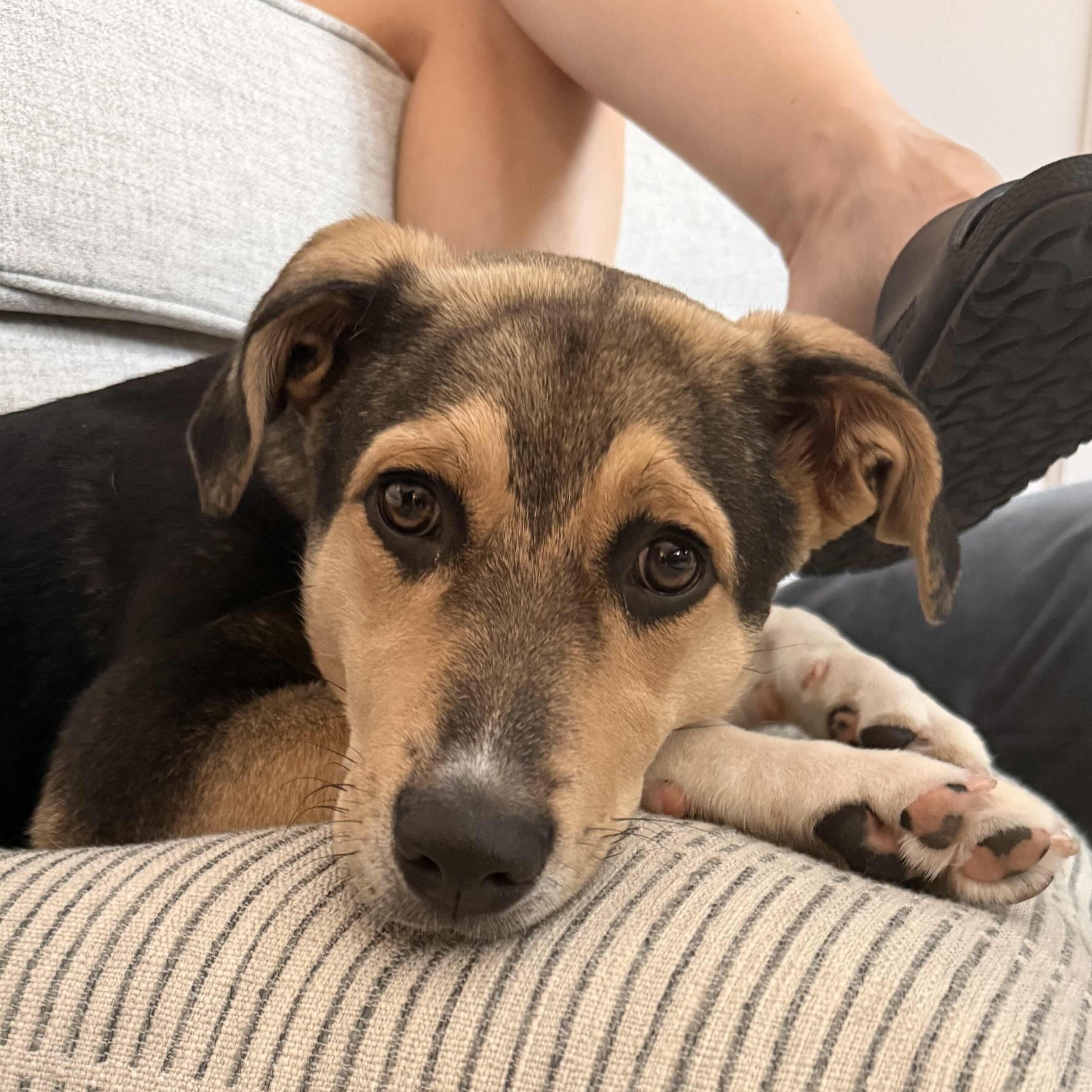 Enlarge Colby, a Adoptable mixed breed in Toronto, ON image 3/6