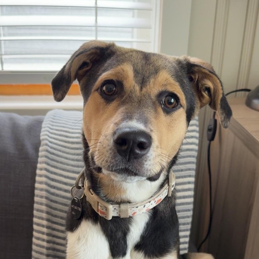 Enlarge Colby, a Adoptable mixed breed in Toronto, ON image 2/6