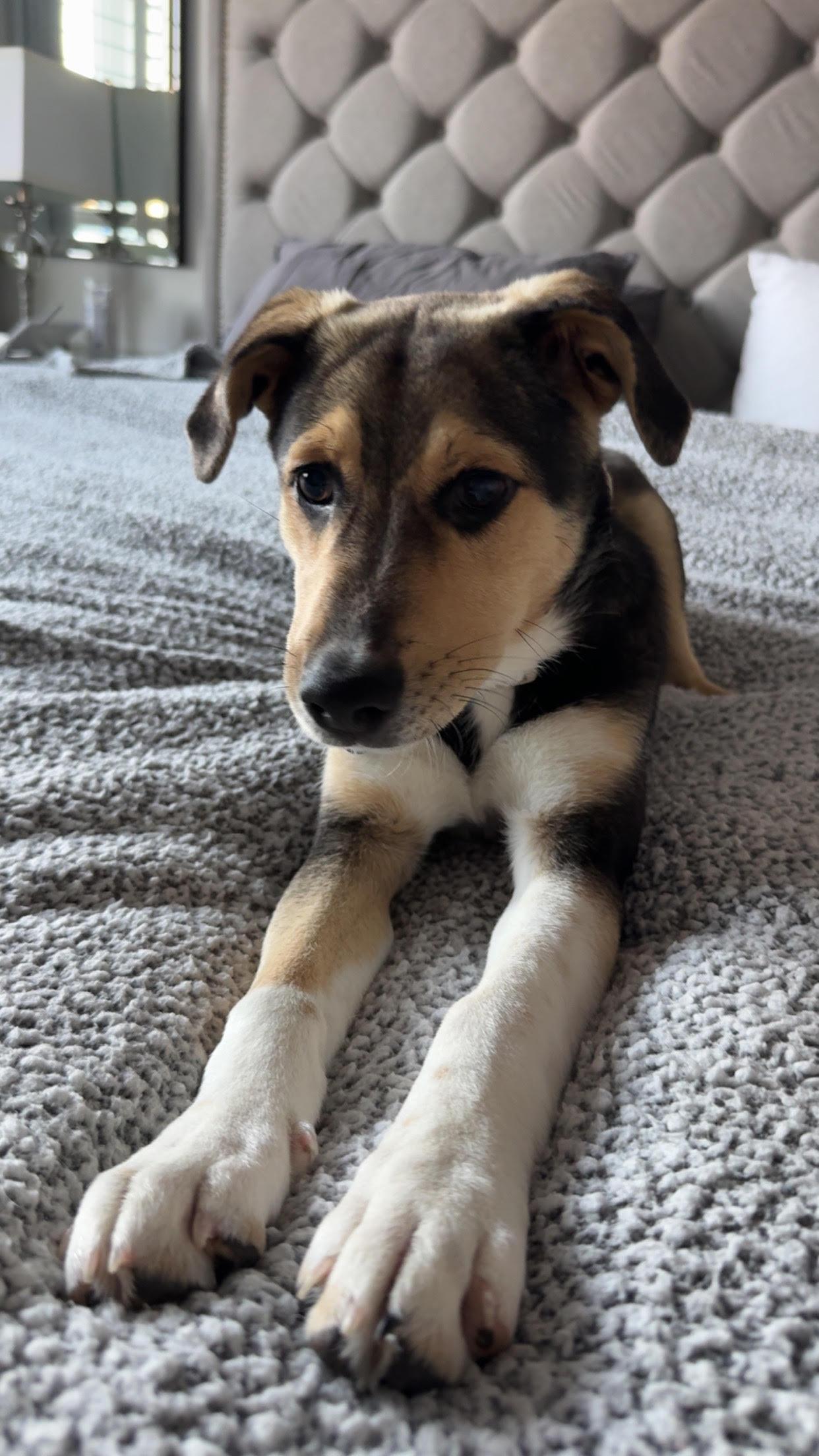 Enlarge Colby, a Adoptable mixed breed in Toronto, ON image 6/6