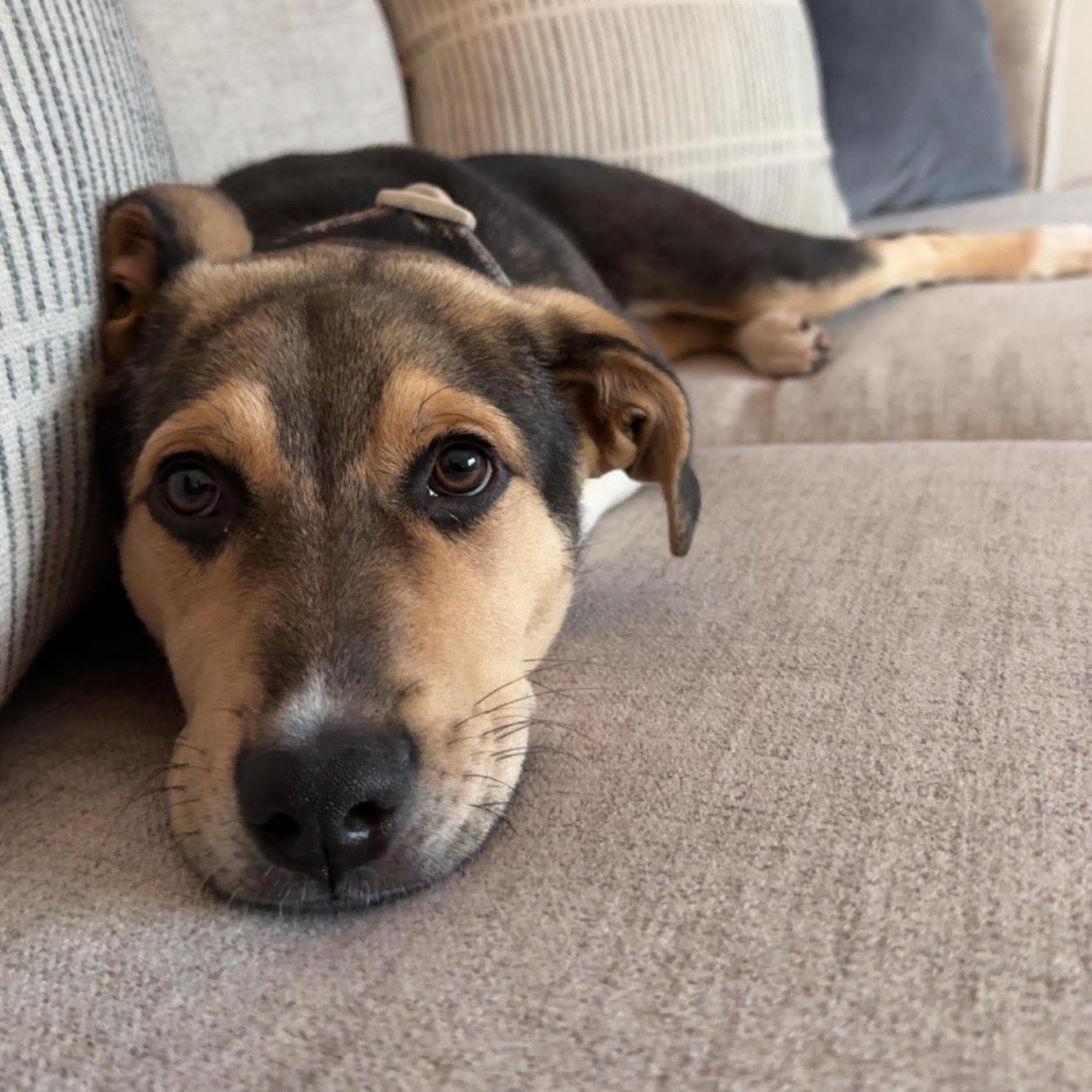 Enlarge Colby, a Adoptable mixed breed in Toronto, ON image 4/6