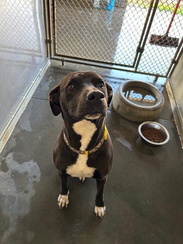 Carmela, Adoptable, Adult Female Labrador Retriever & Mixed Breed.