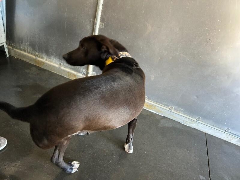 Enlarge Carmela, a Adoptable mixed breed in Burgaw, NC image 2/2