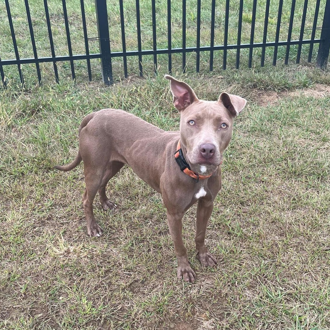 Vienna, Adoptable, Adult Female Mixed Breed.