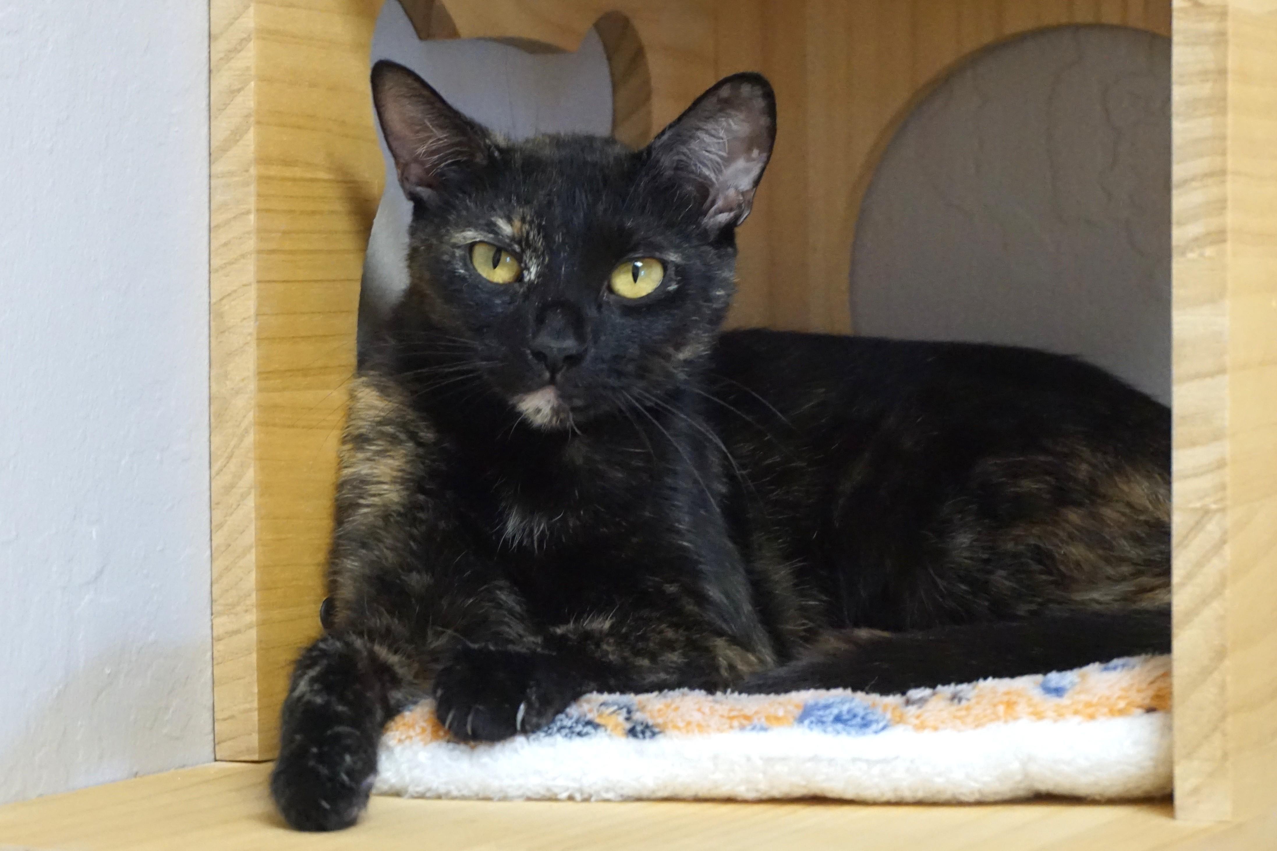 Enlarge Paloma, a ADOPTABLE Domestic Short Hair in Fountain Hills, AZ image 1/5