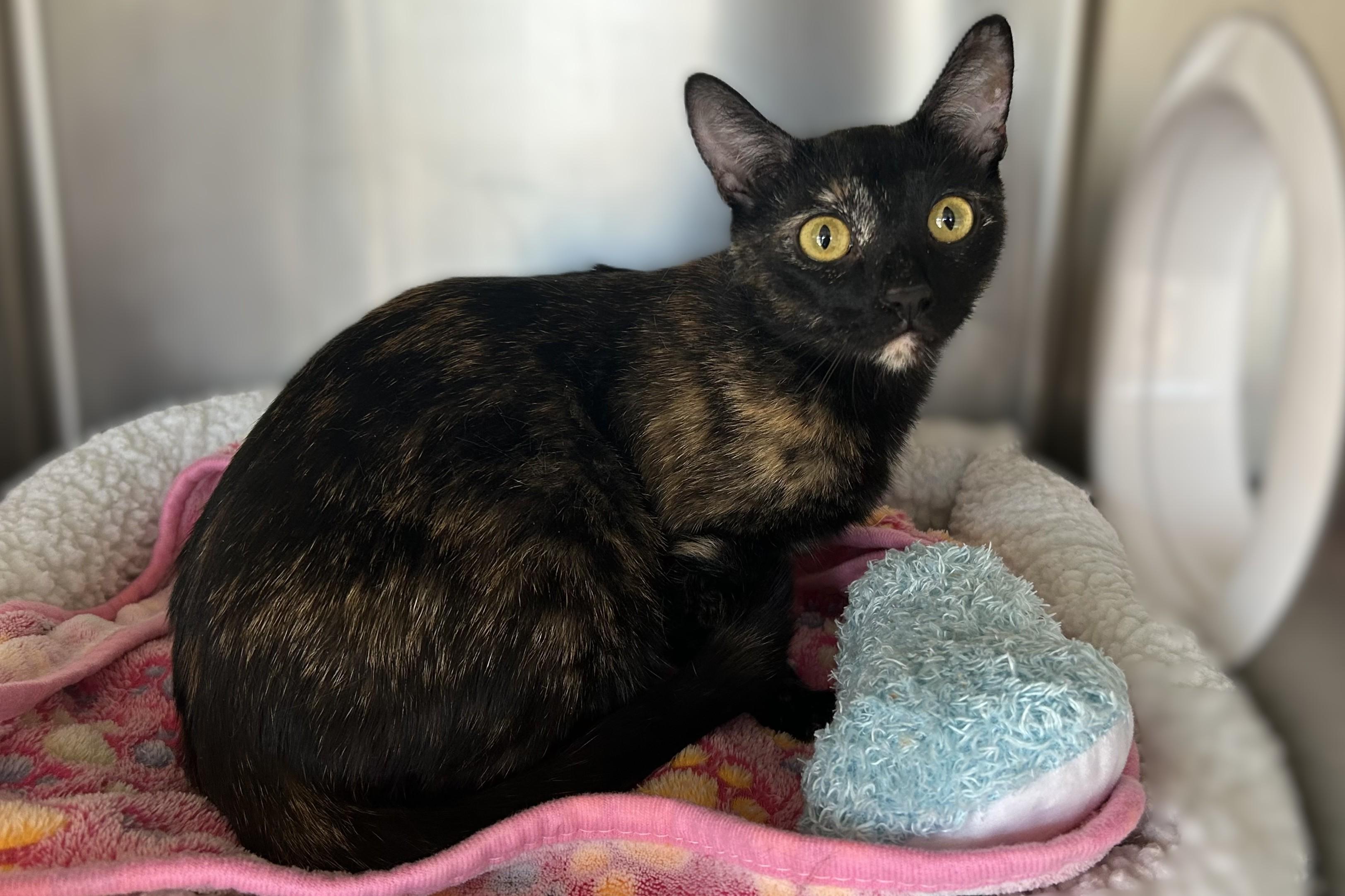 Enlarge Paloma, a ADOPTABLE Domestic Short Hair in Fountain Hills, AZ image 5/5