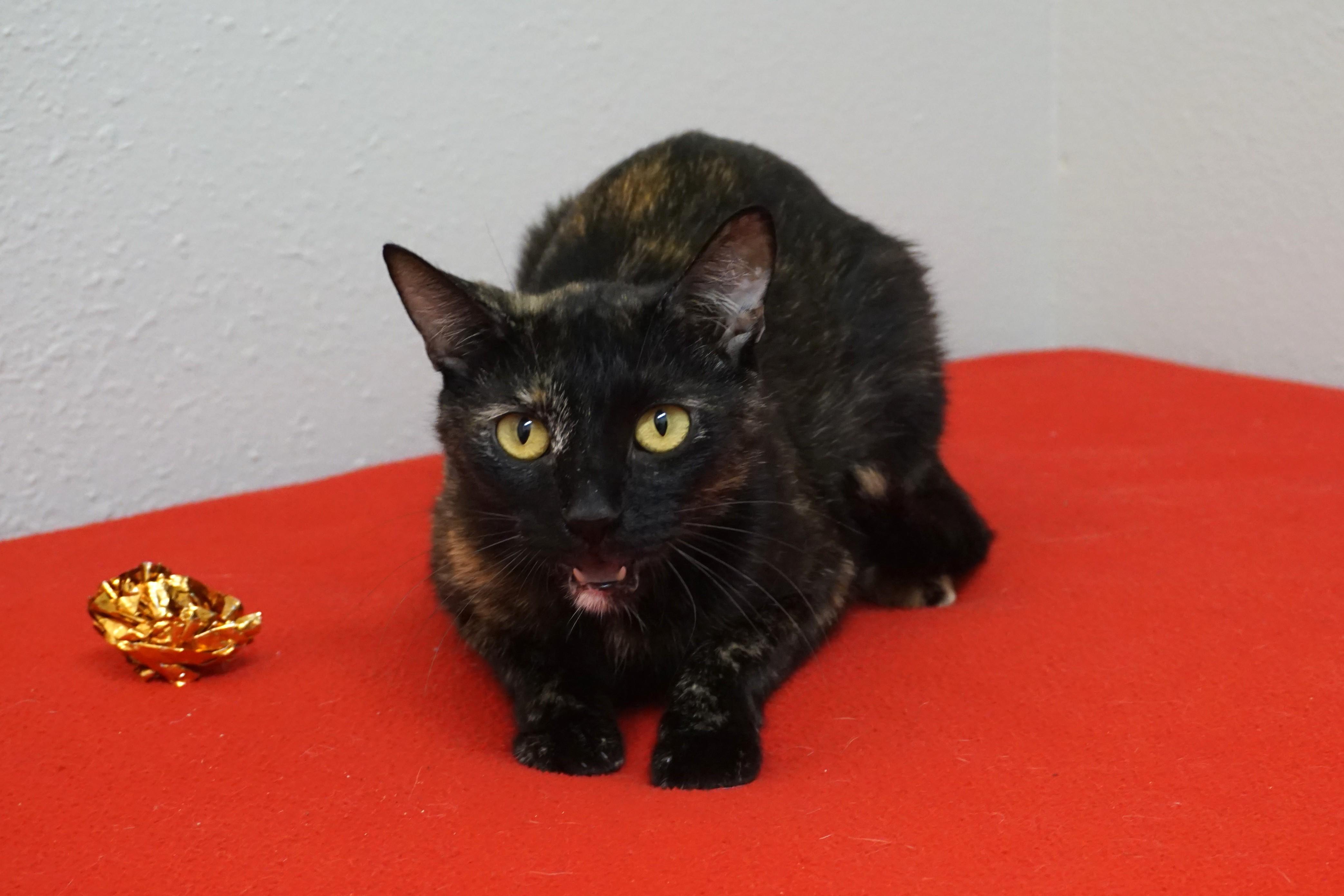 Enlarge Paloma, a ADOPTABLE Domestic Short Hair in Fountain Hills, AZ image 4/5