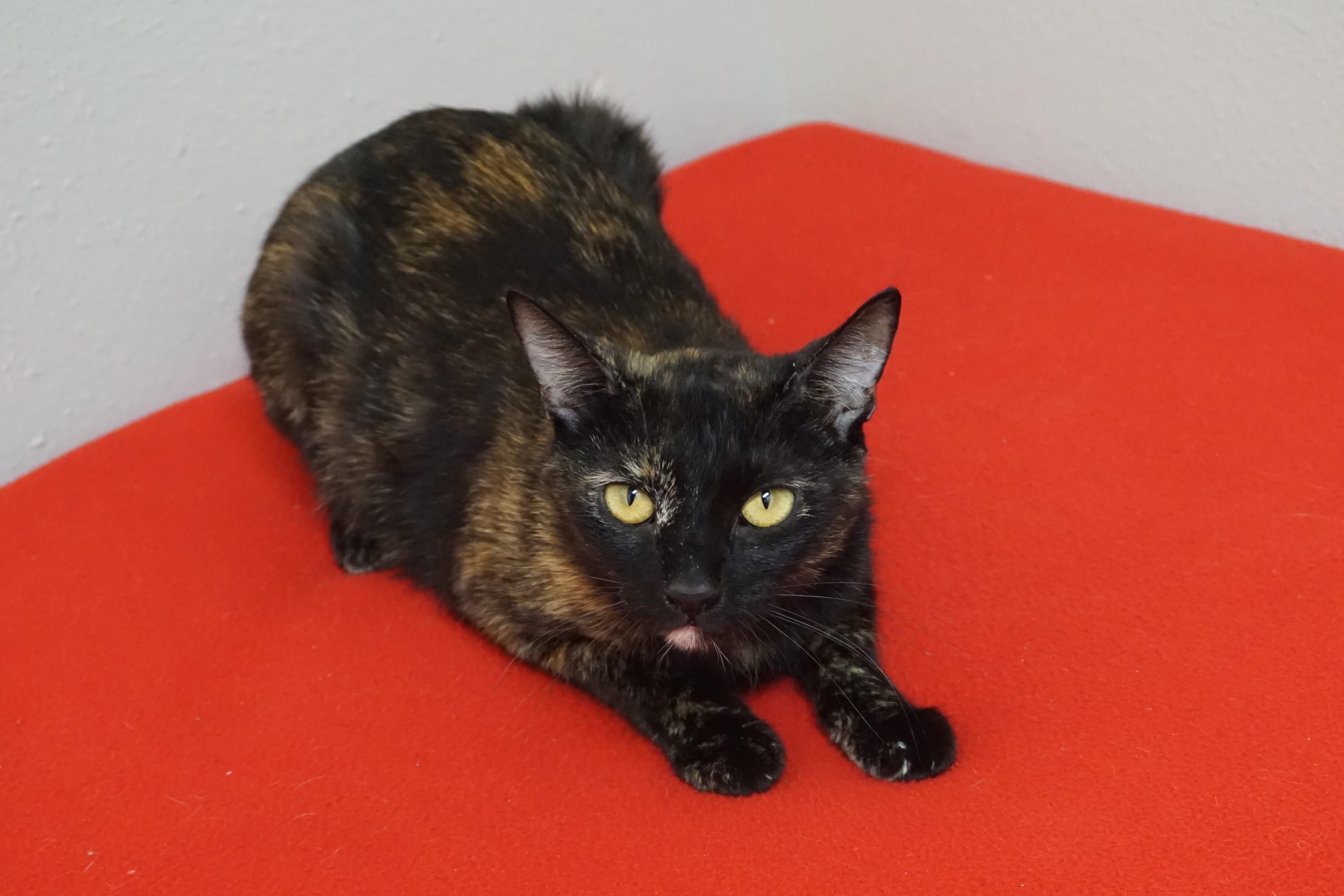 Enlarge Paloma, a ADOPTABLE Domestic Short Hair in Fountain Hills, AZ image 3/5