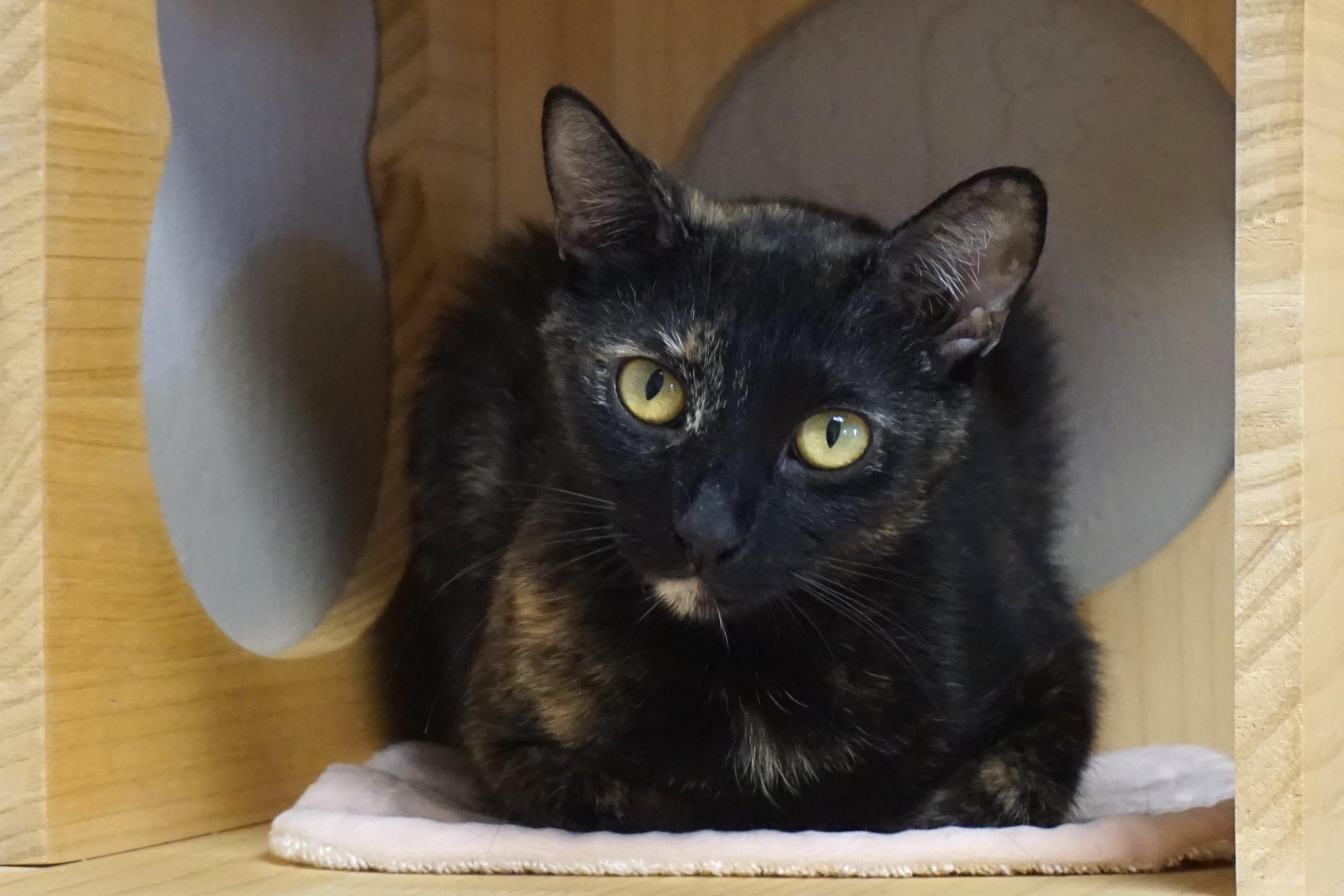Enlarge Paloma, a ADOPTABLE Domestic Short Hair in Fountain Hills, AZ image 2/5