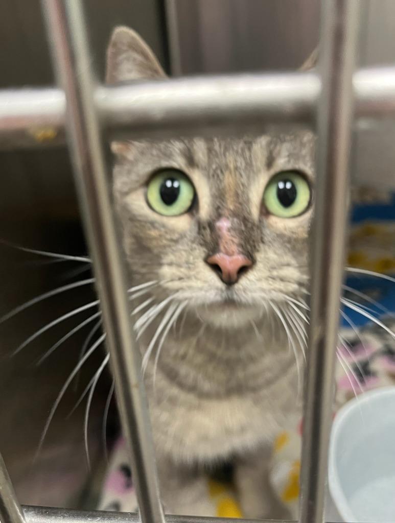 Enlarge Lavender, a Adoptable mixed breed in Richland Hills, TX image 1/1