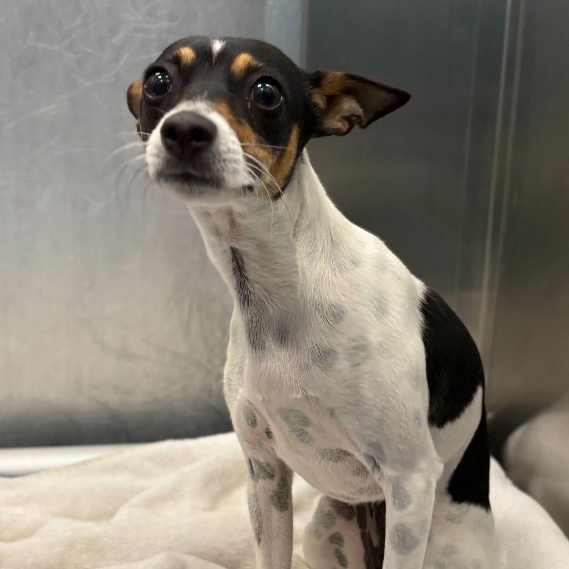 Enlarge Aquamarine, a Adoptable mixed breed in Portland, ME image 2/3