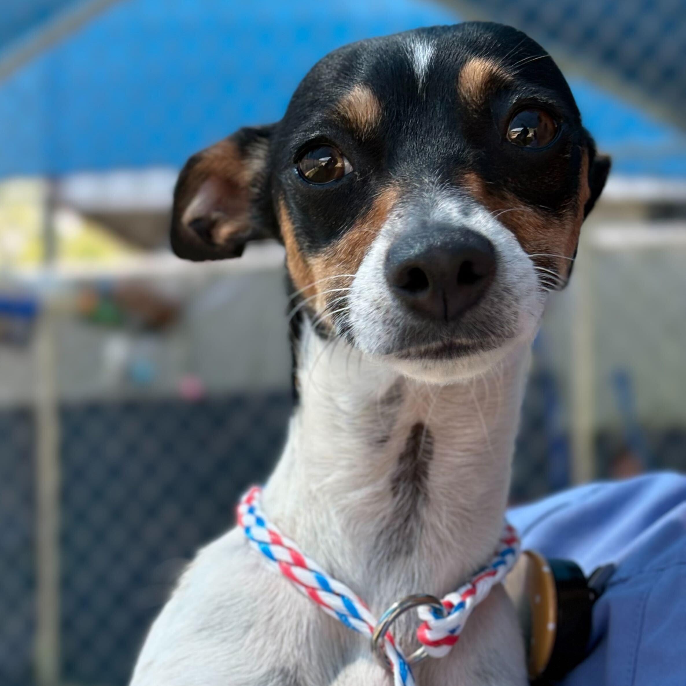 Enlarge Aquamarine, a Adoptable mixed breed in Portland, ME image 1/3