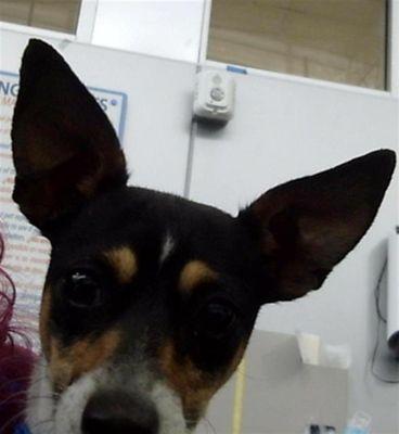 Enlarge Aquamarine, a Adoptable mixed breed in Portland, ME image 3/3