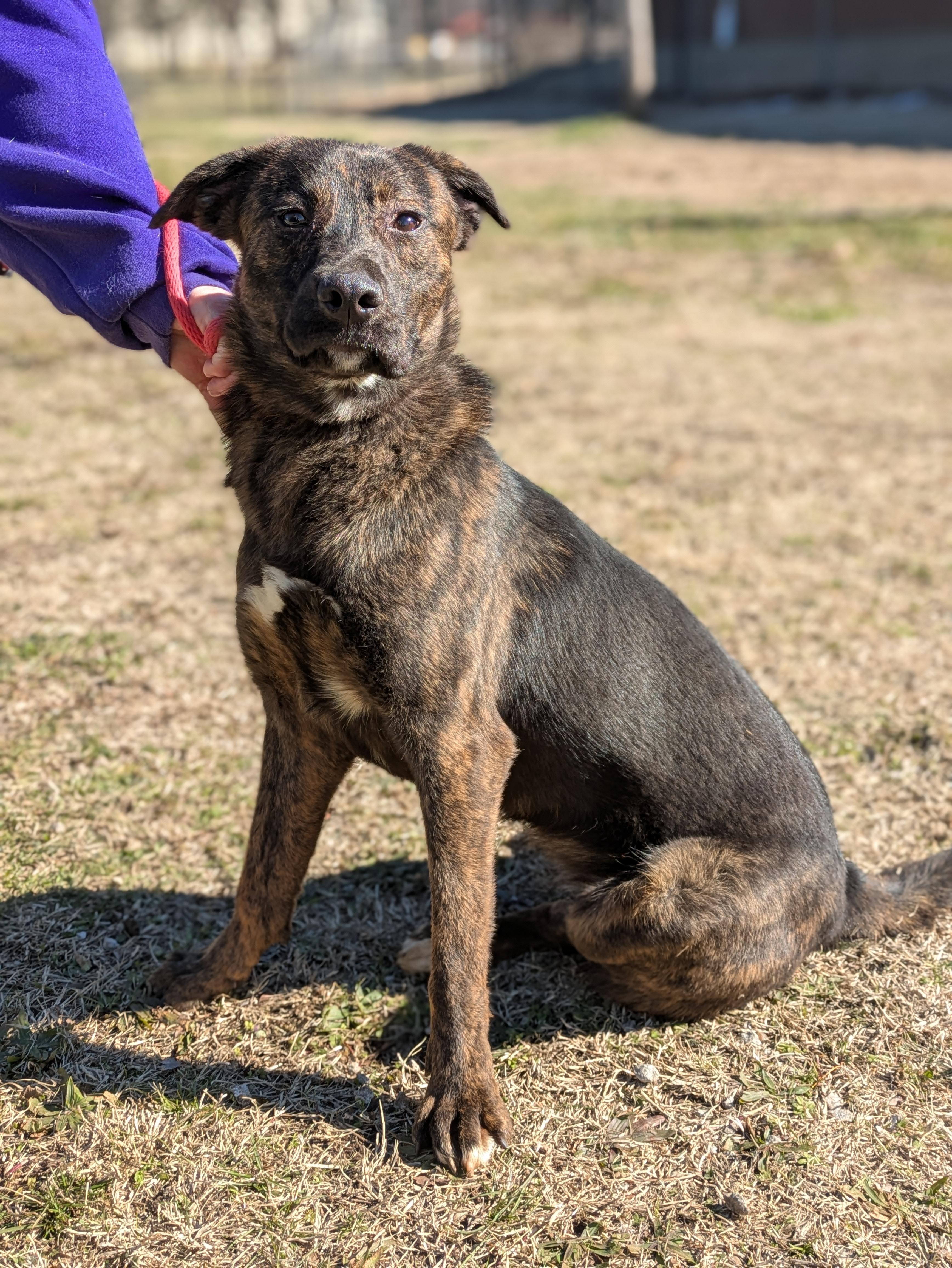 Enlarge Effe, a Adoptable Mixed Breed in Huntsville, AL image 2/6