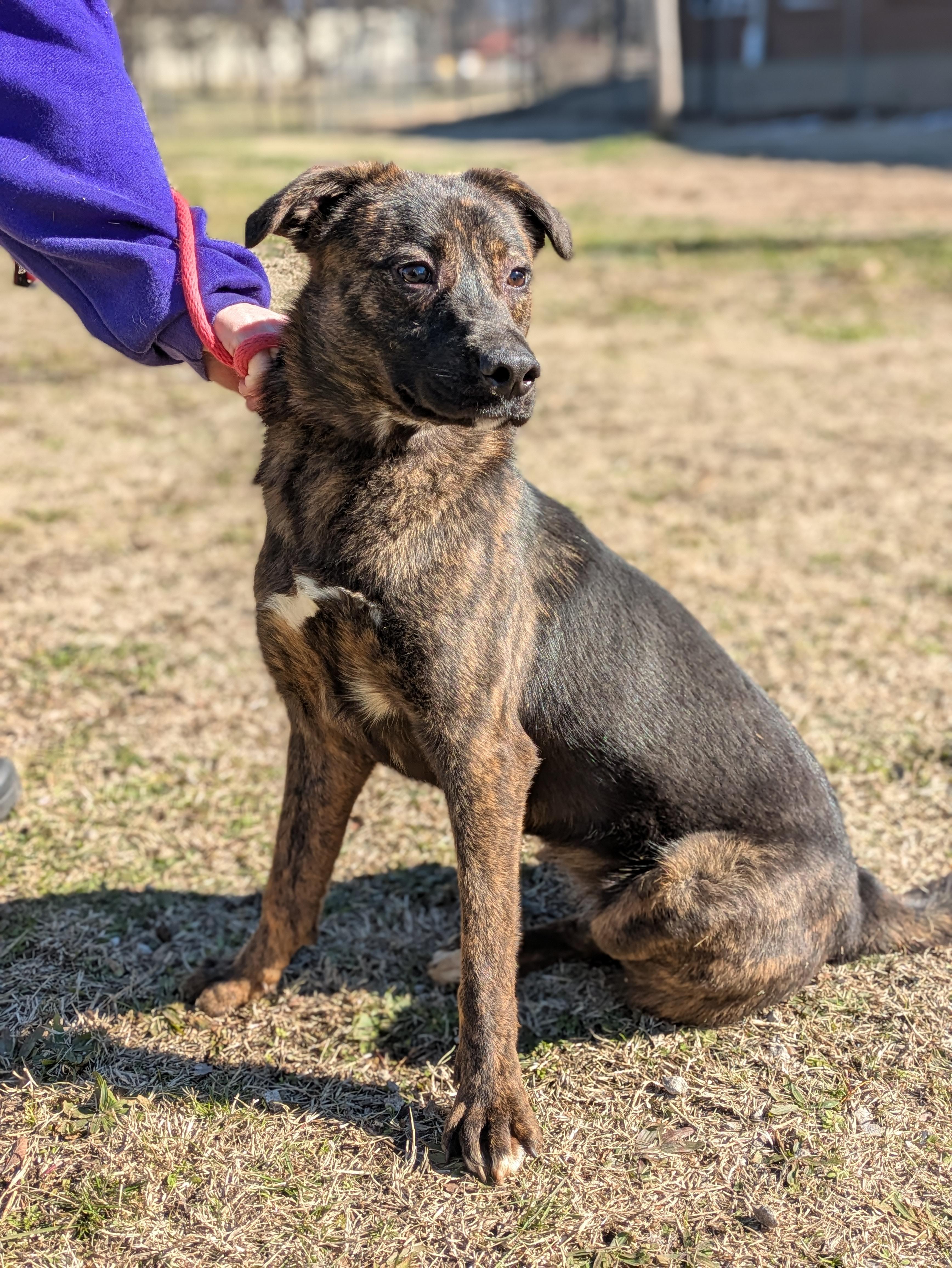 Effe, Adoptable, Adult Female Mixed Breed.