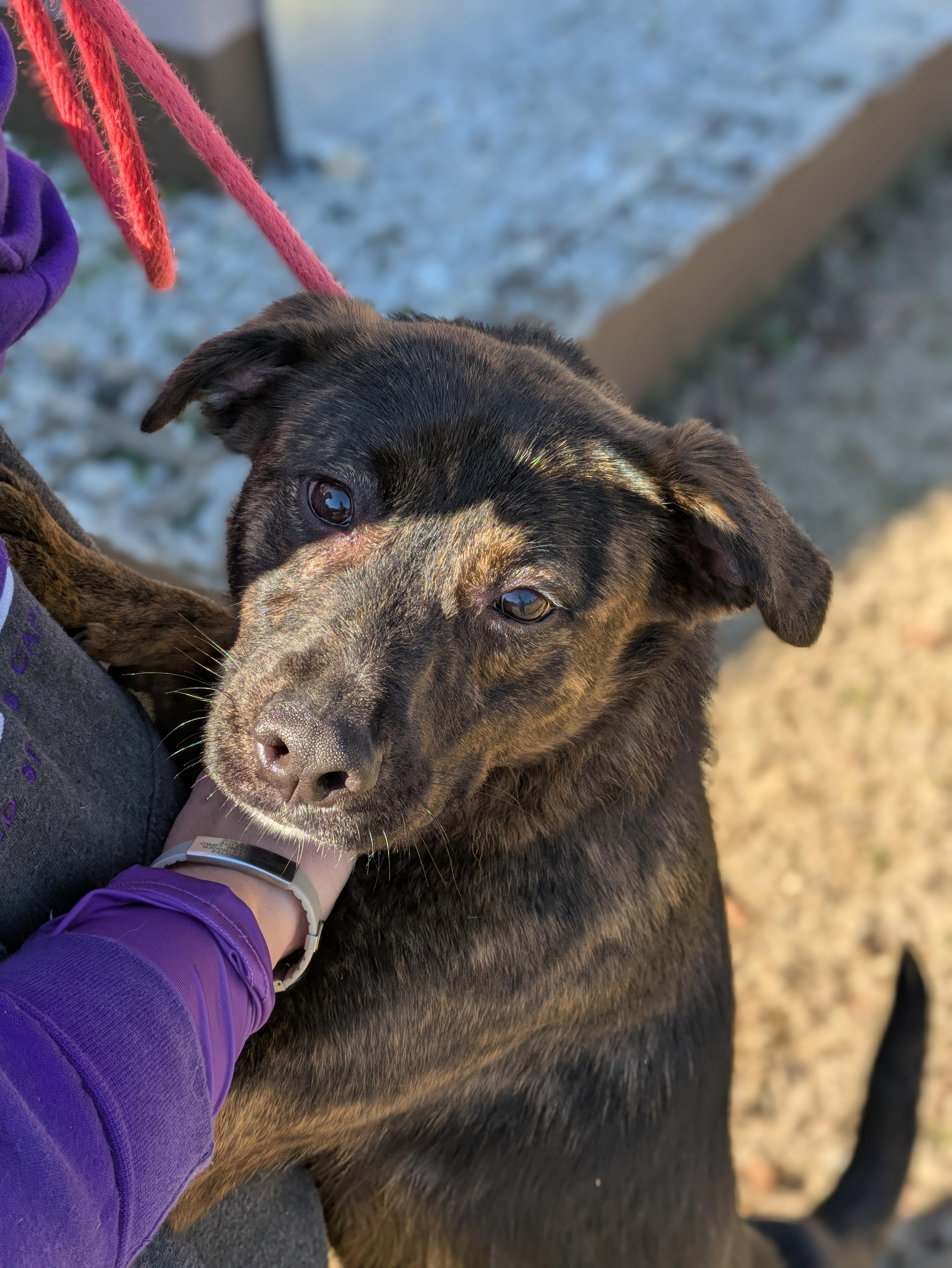 Enlarge Effe, a Adoptable Mixed Breed in Huntsville, AL image 3/6