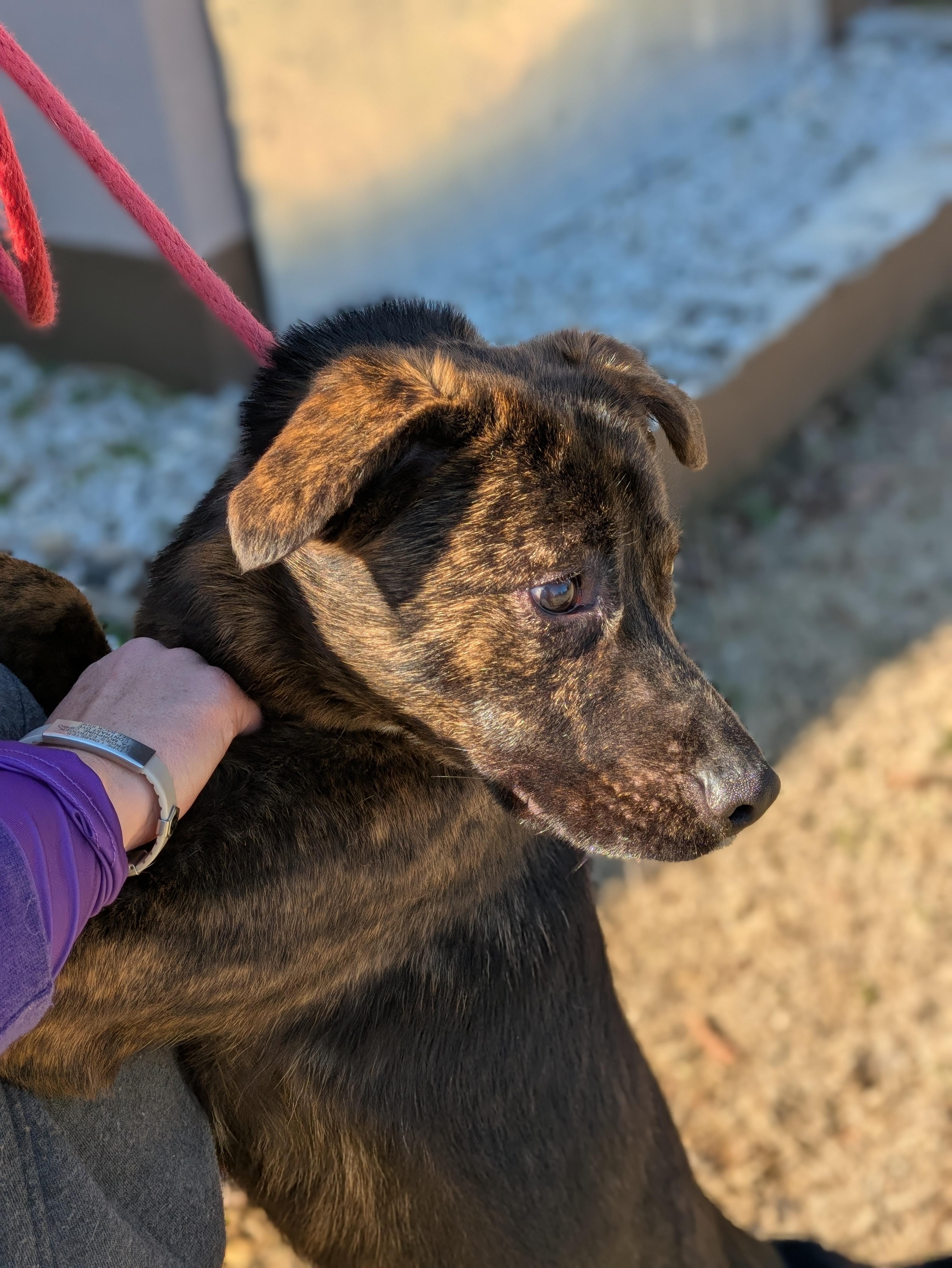 Enlarge Effe, a Adoptable Mixed Breed in Huntsville, AL image 5/6