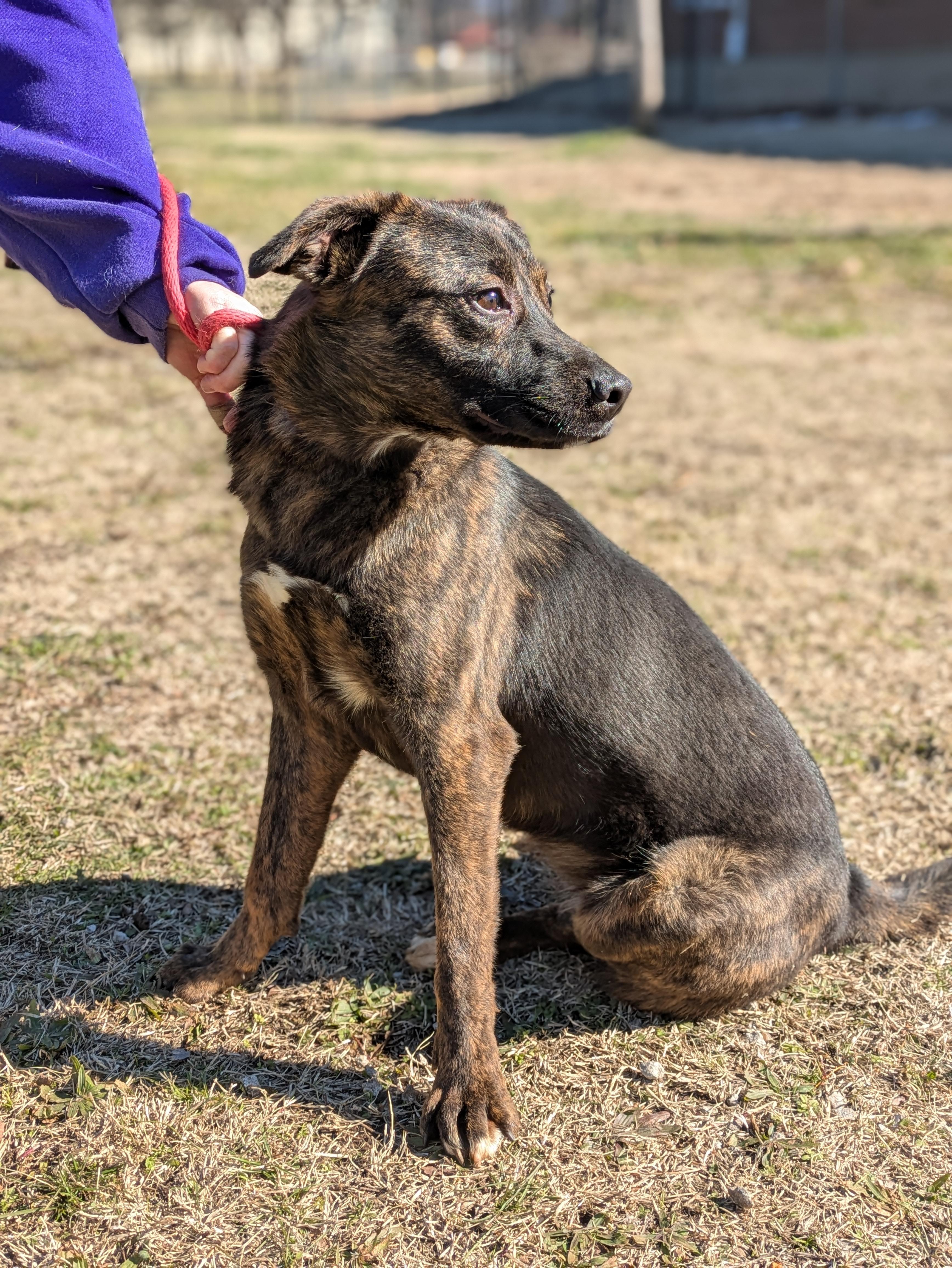 Enlarge Effe, a Adoptable Mixed Breed in Huntsville, AL image 4/6
