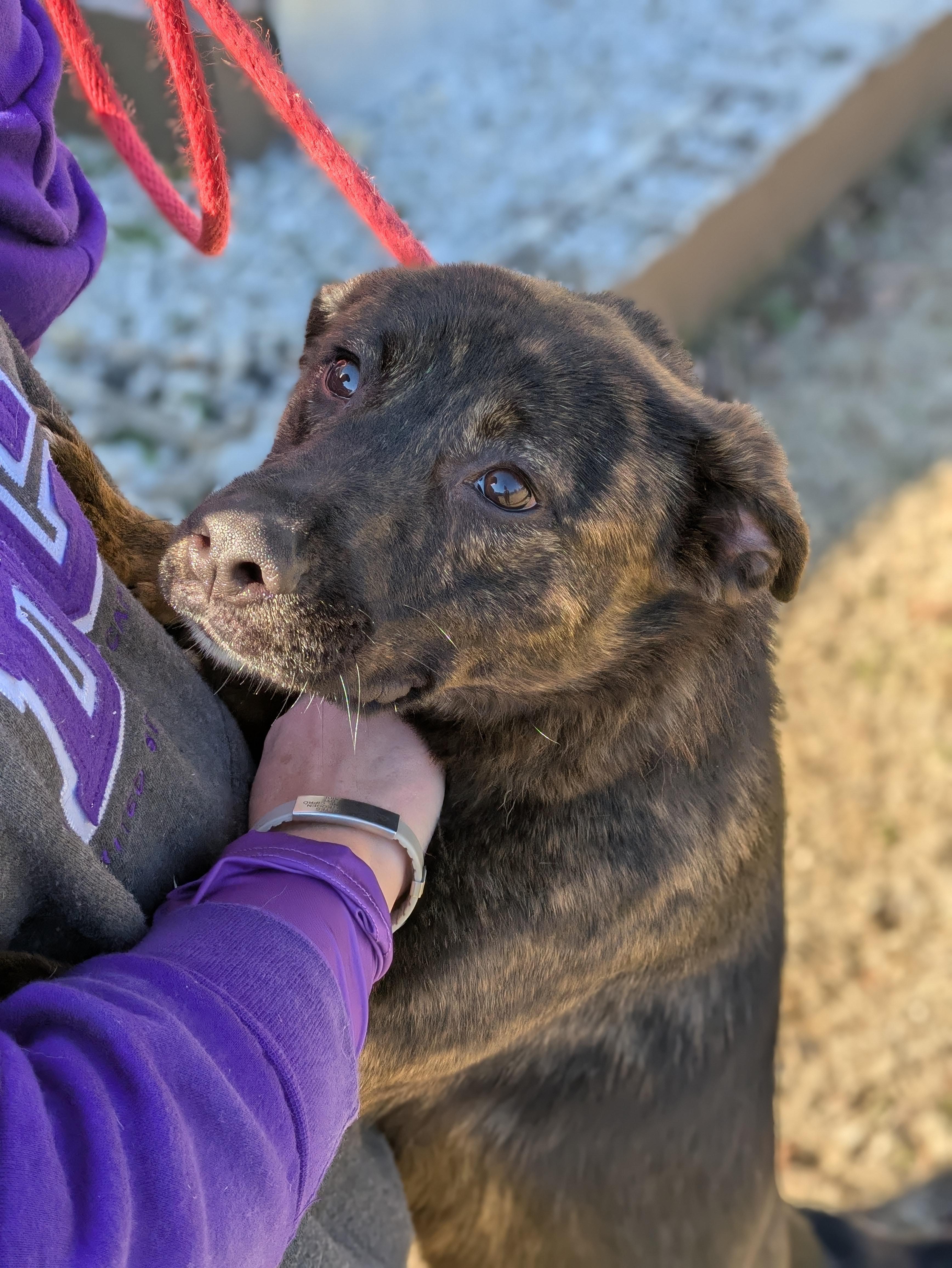 Enlarge Effe, a Adoptable Mixed Breed in Huntsville, AL image 6/6