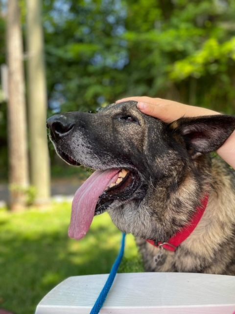 COAL, Adoptable, Senior Male German Shepherd Dog.