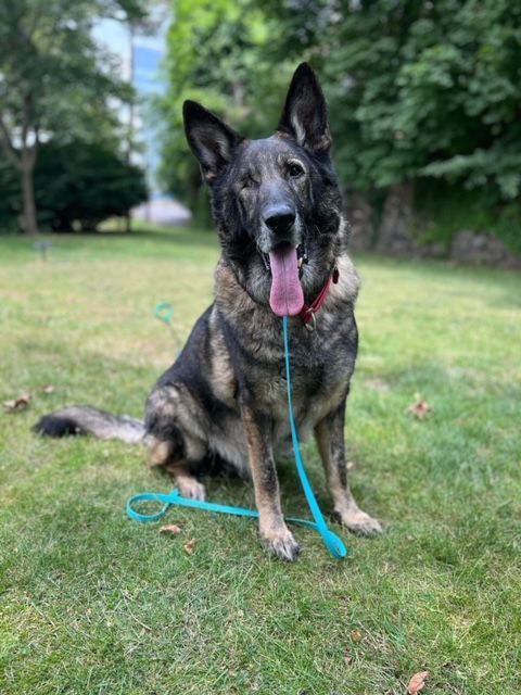 Enlarge COAL, a Adoptable German Shepherd Dog in Stamford, CT image 2/12