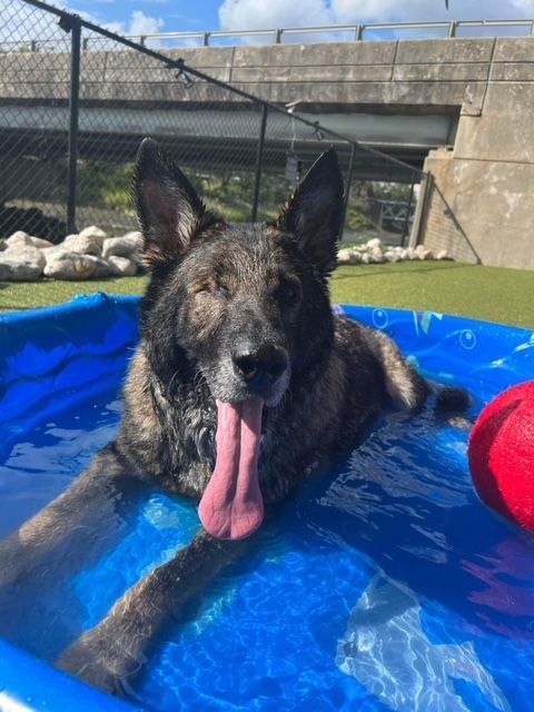 Enlarge COAL, a Adoptable German Shepherd Dog in Stamford, CT image 4/12