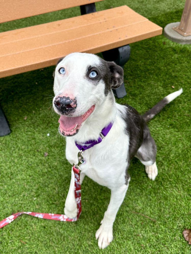Enlarge Femi, a Adoptable Mixed Breed in Alexandria, VA image 1/1