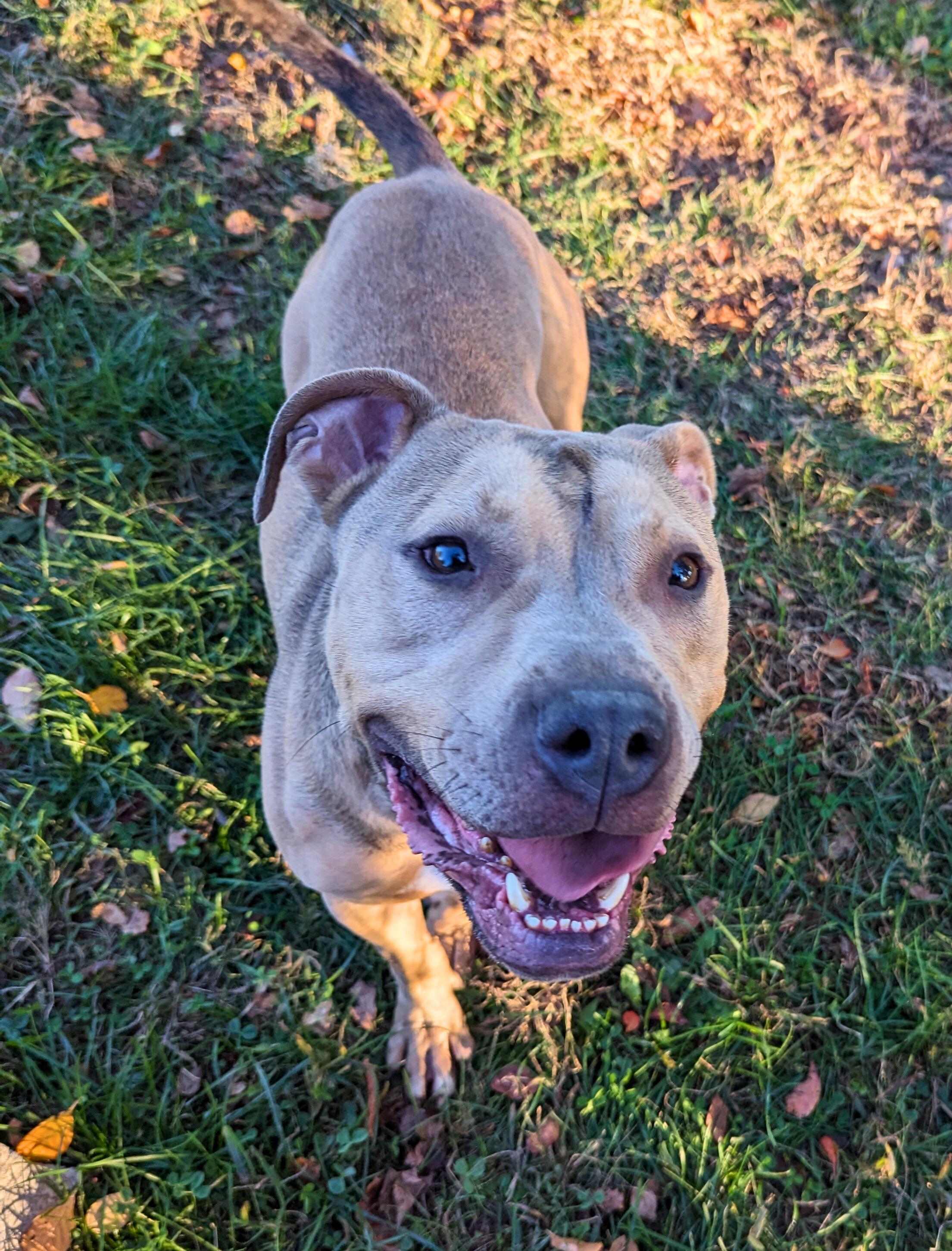 Lenny, a Adoptable mixed breed in Valparaiso, IN image 5/6