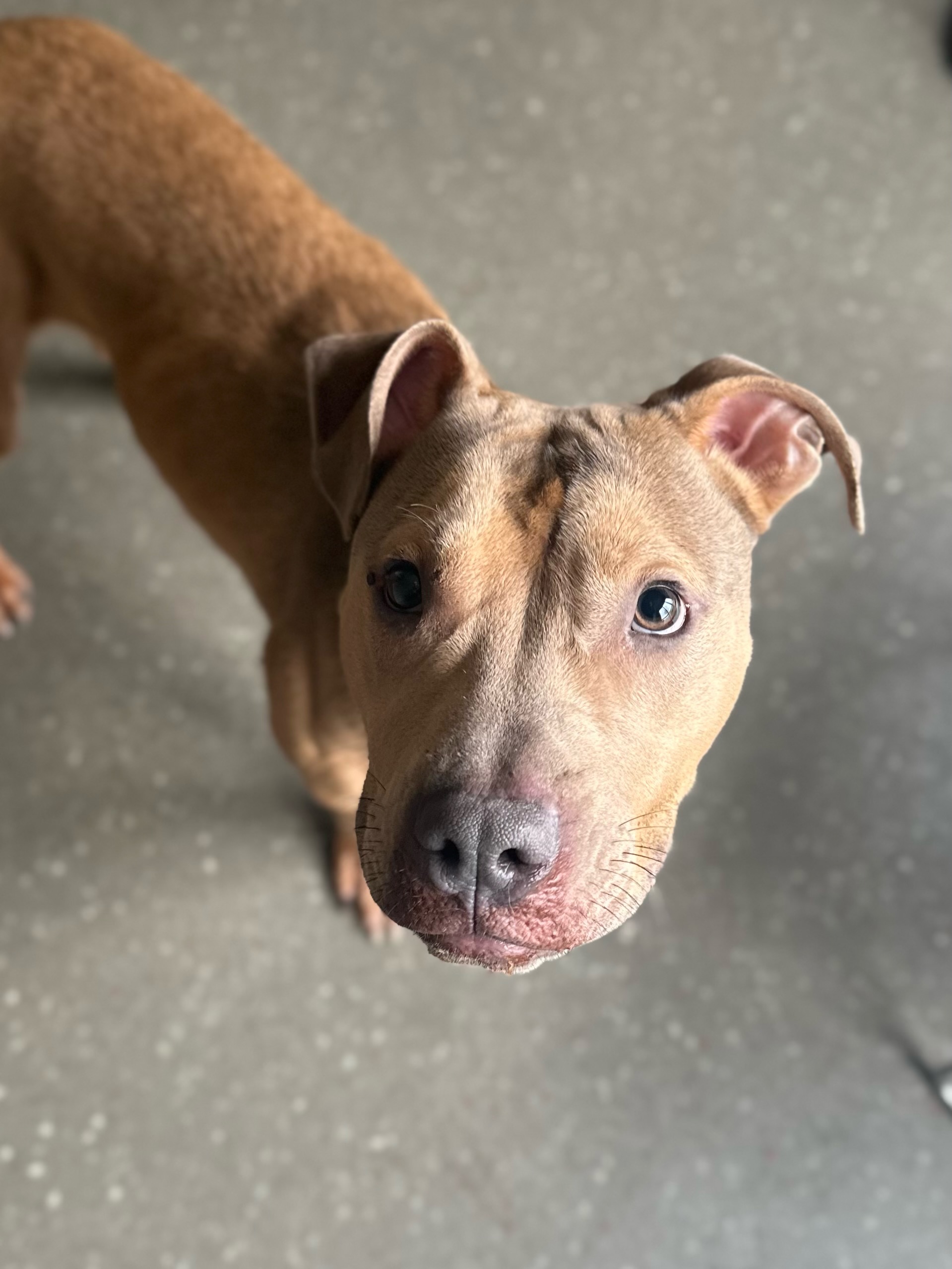 Lenny, a Adoptable mixed breed in Valparaiso, IN image 6/6