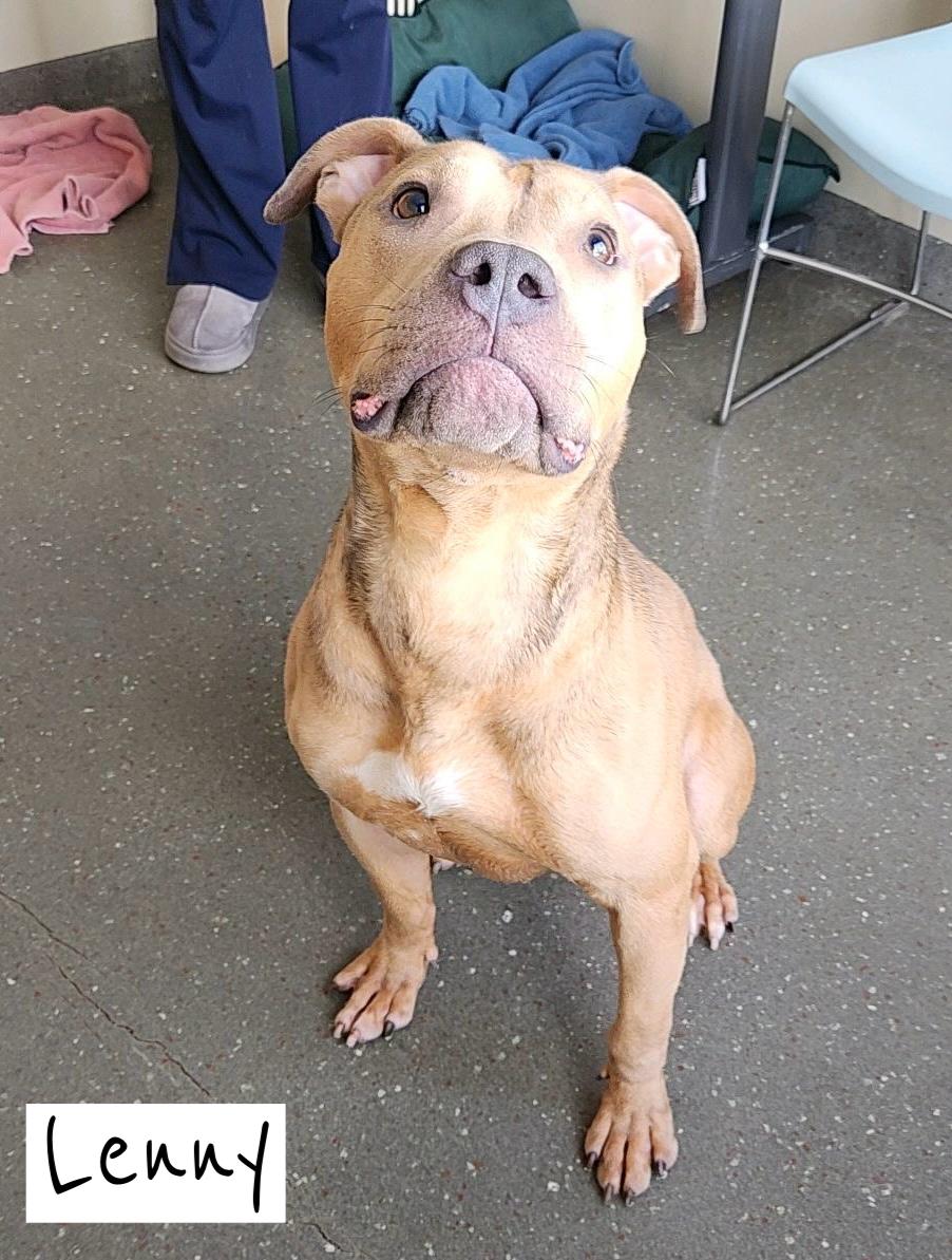 Lenny, a Adoptable mixed breed in Valparaiso, IN image 3/6