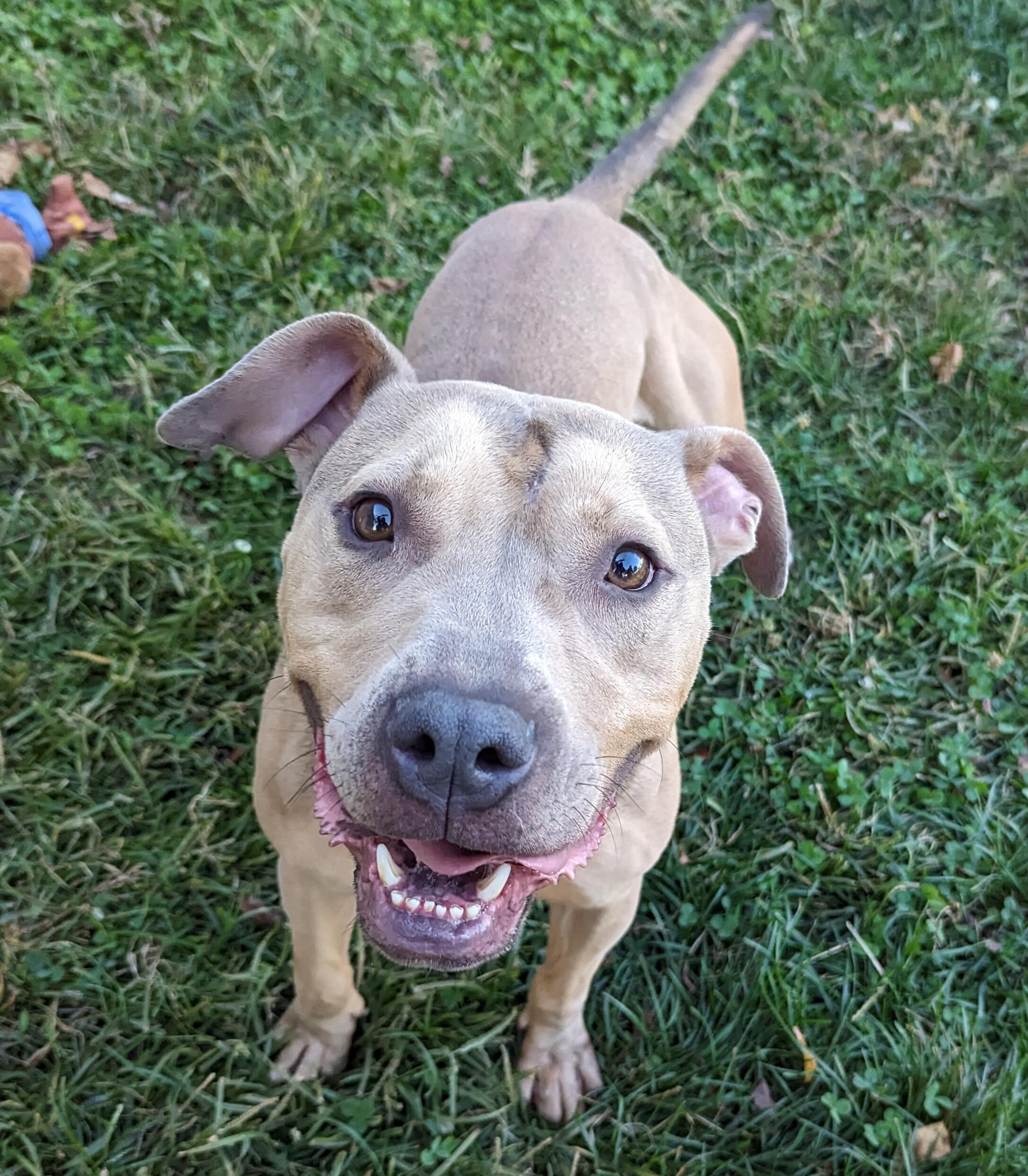 Lenny, Adoptable, Adult Male Pit Bull Terrier.