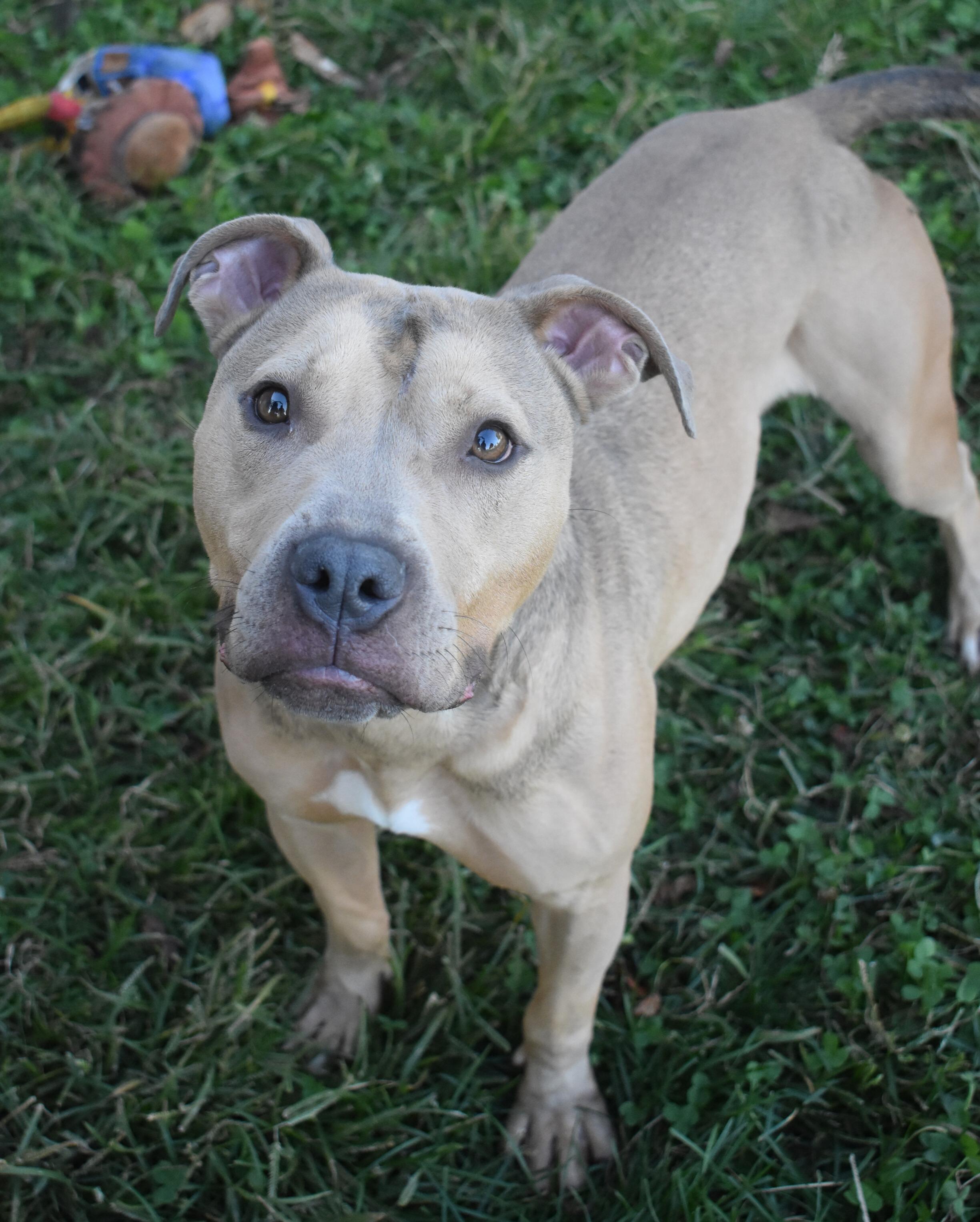 Lenny, a Adoptable mixed breed in Valparaiso, IN image 1/6