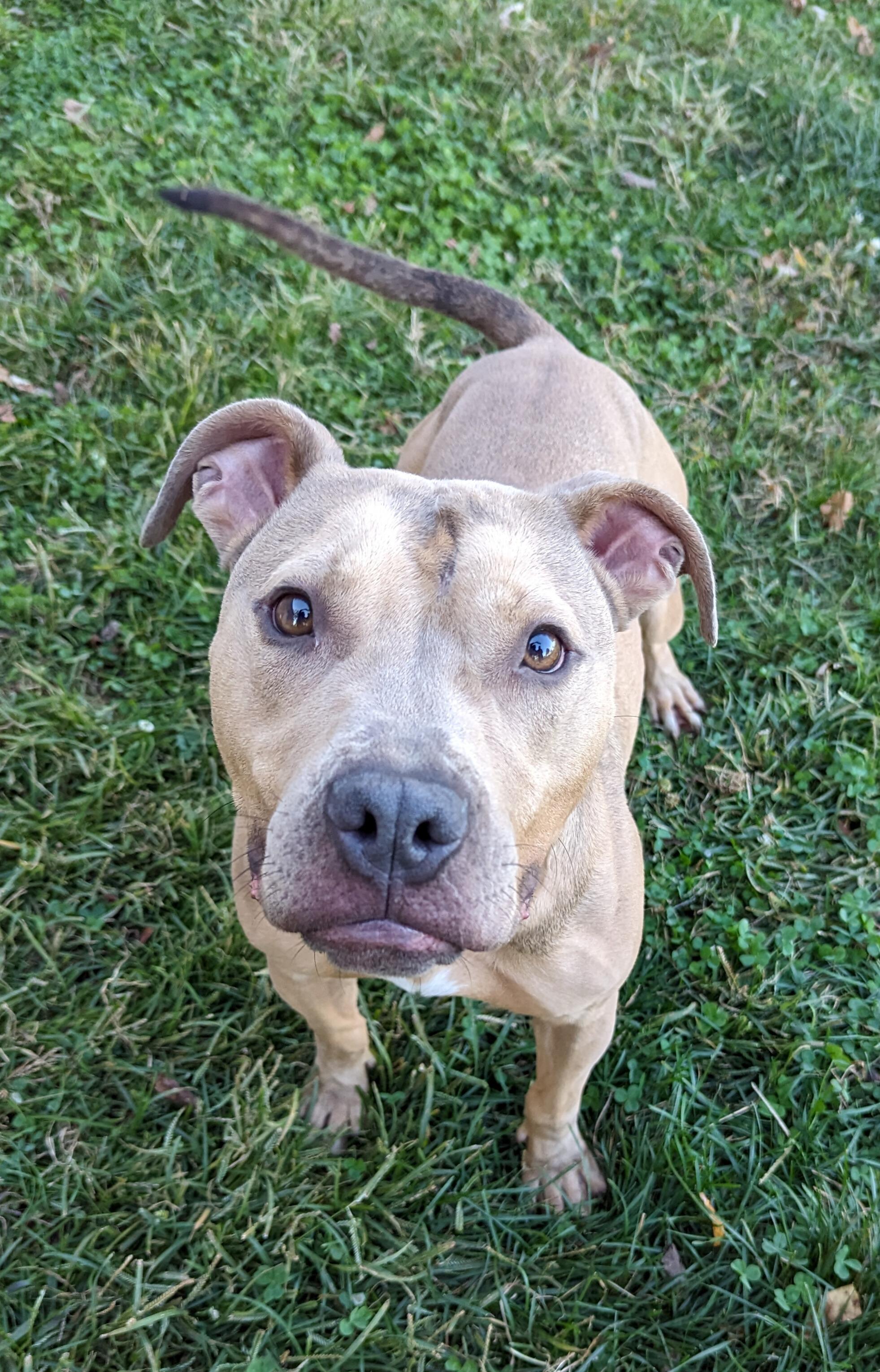 Lenny, a Adoptable mixed breed in Valparaiso, IN image 4/6