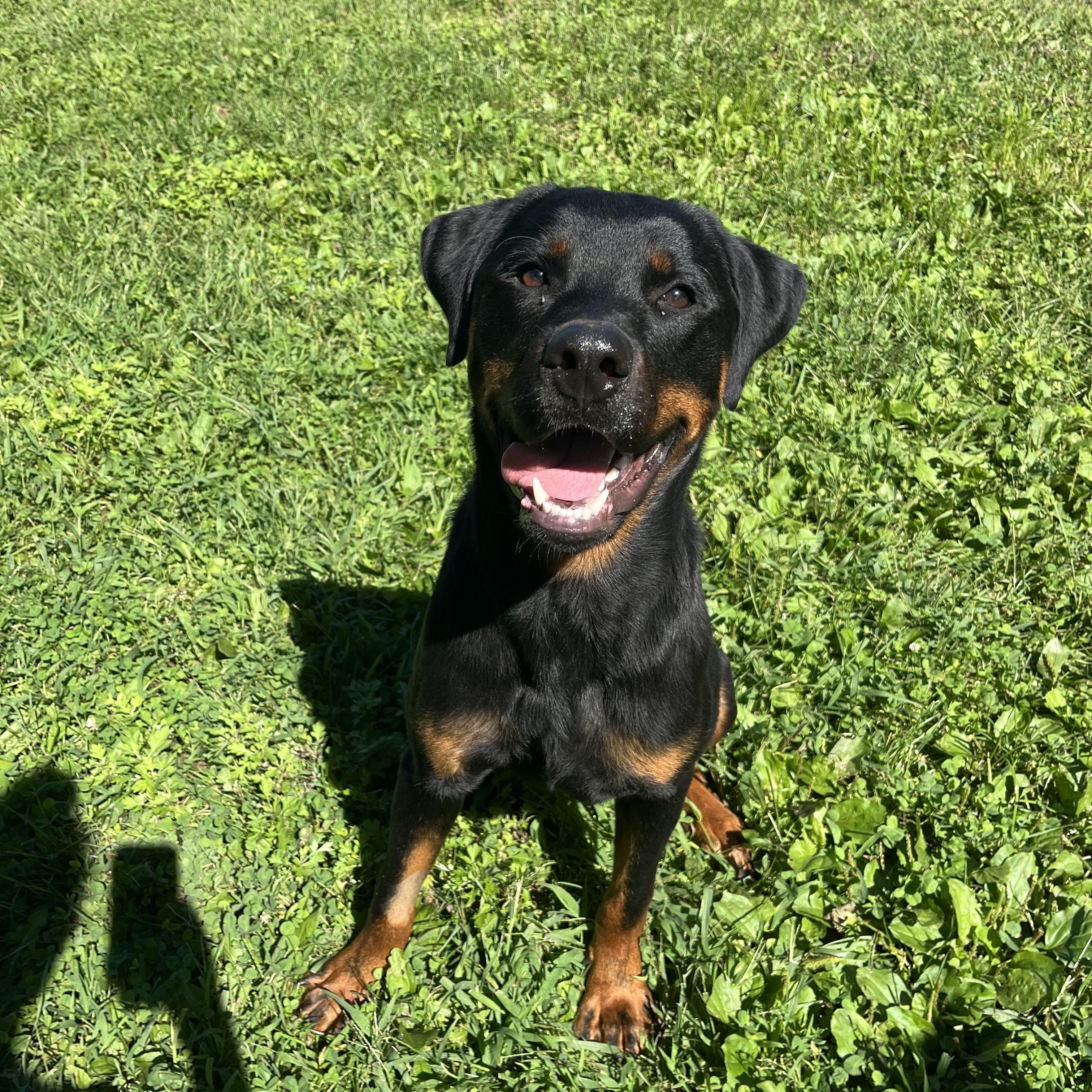 Enlarge Howie, a Adopted mixed breed in Yonkers, NY image 6/6