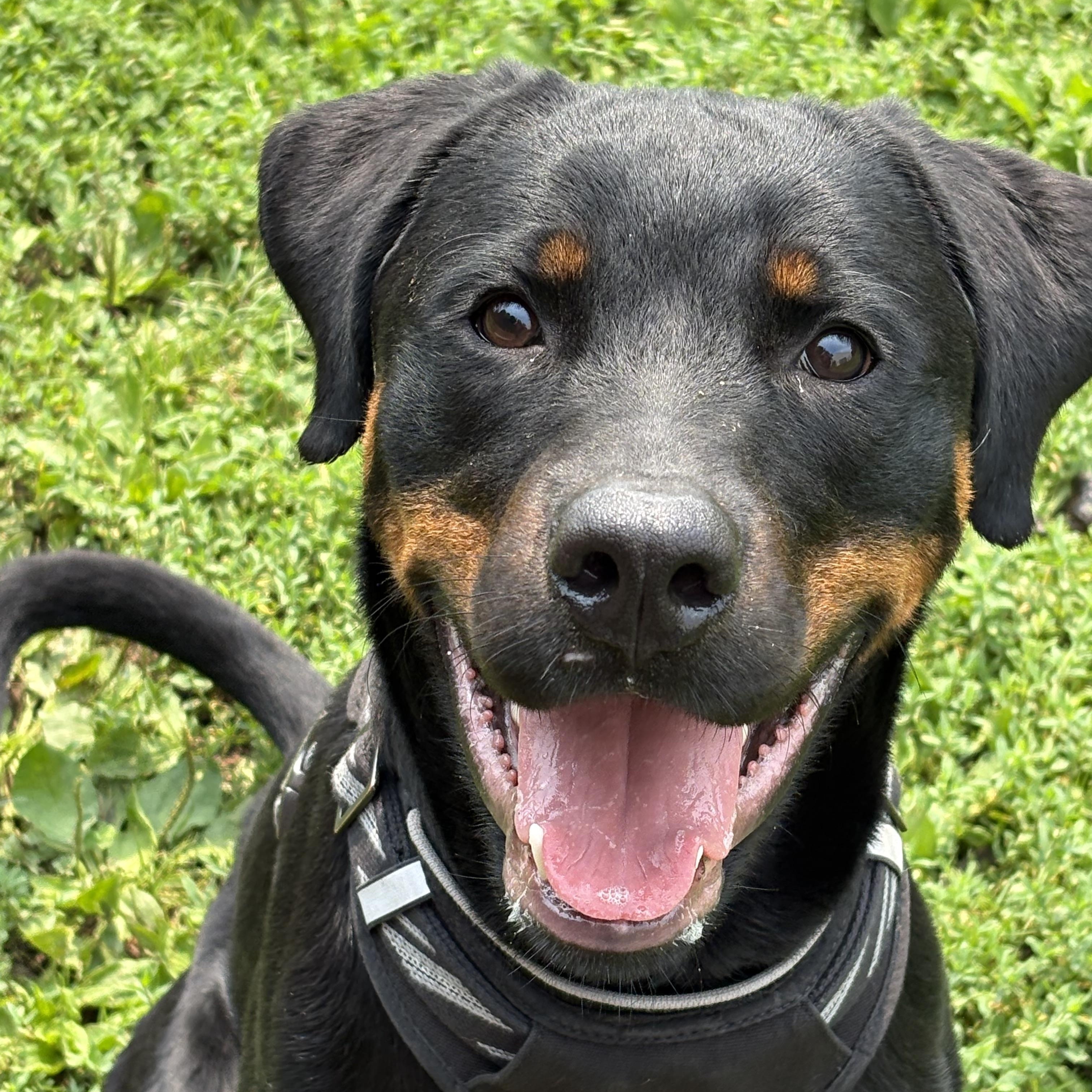 Enlarge Howie, a Adopted mixed breed in Yonkers, NY image 3/6