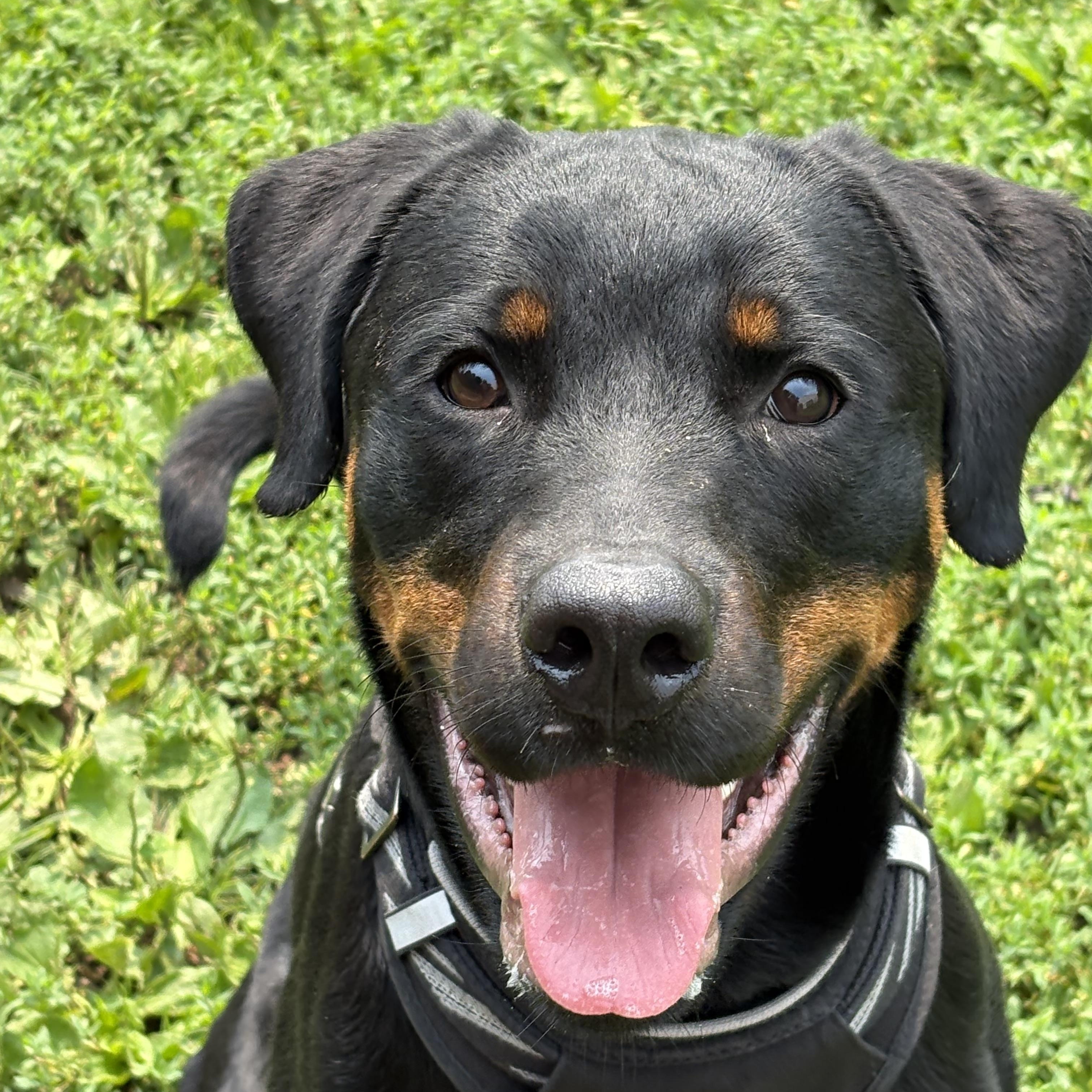 Howie, Adopted, Young Male Rottweiler & Hound.