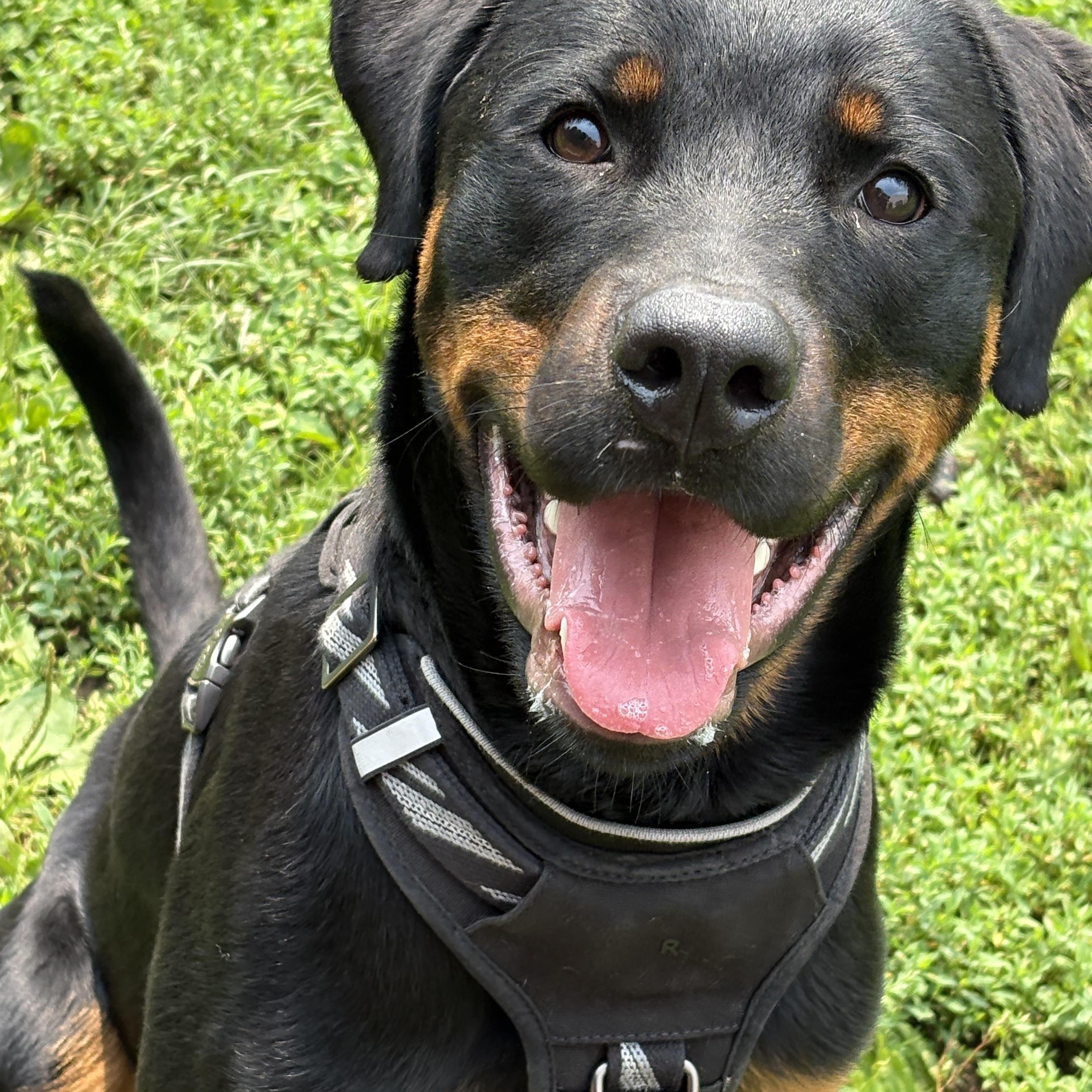 Enlarge Howie, a Adopted mixed breed in Yonkers, NY image 4/6