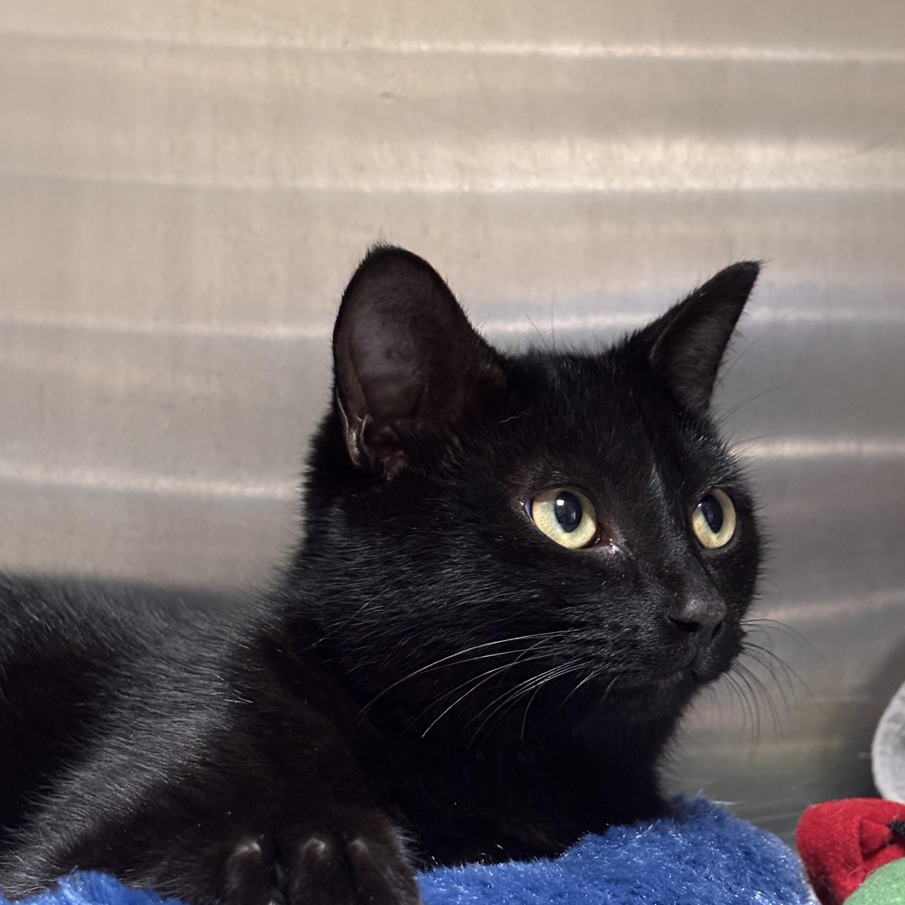 Ebony, adoptable, Young Female Domestic Short Hair.