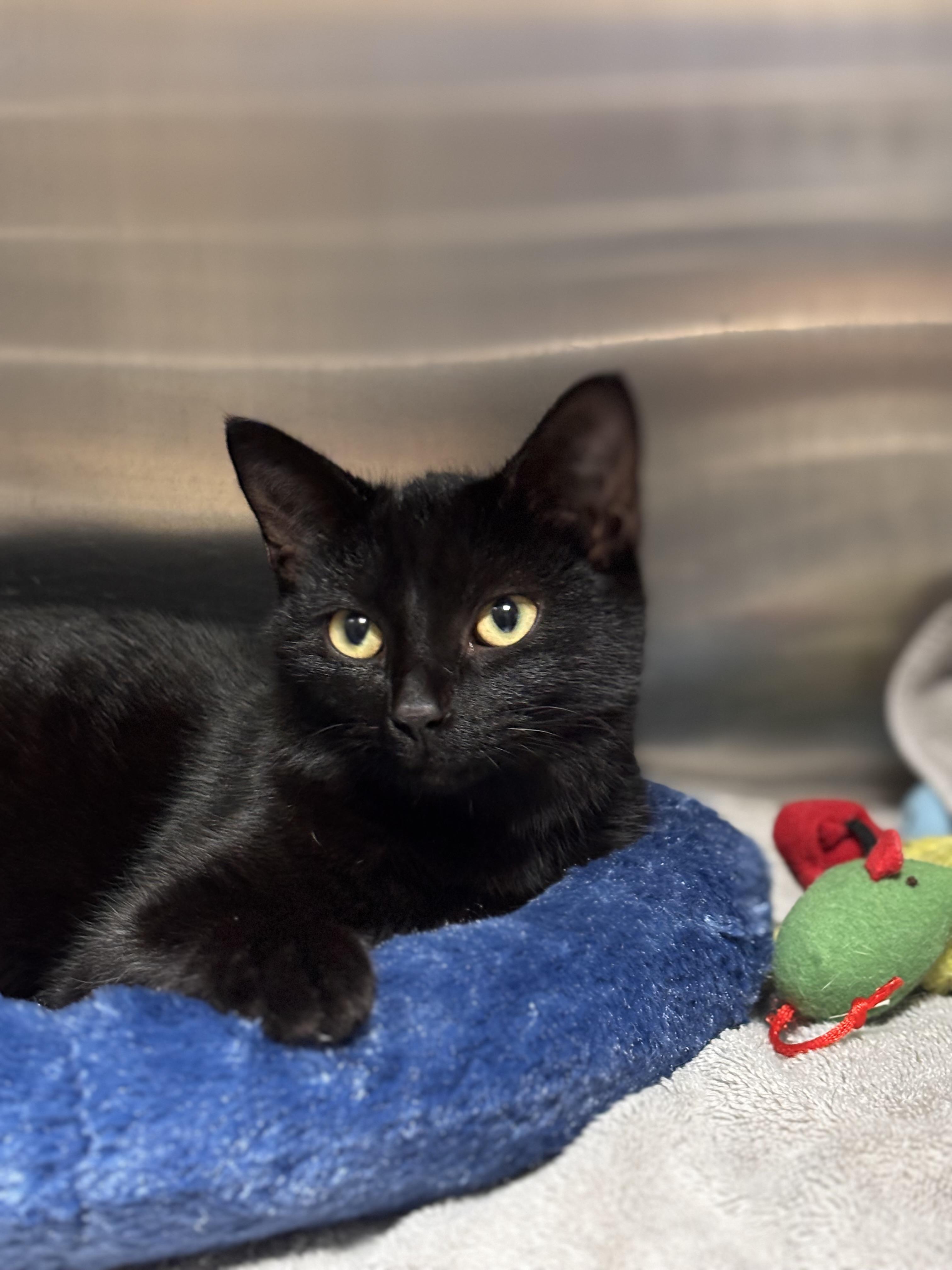 Enlarge Ebony, an adoptable Domestic Short Hair in Collierville, TN image 2/4