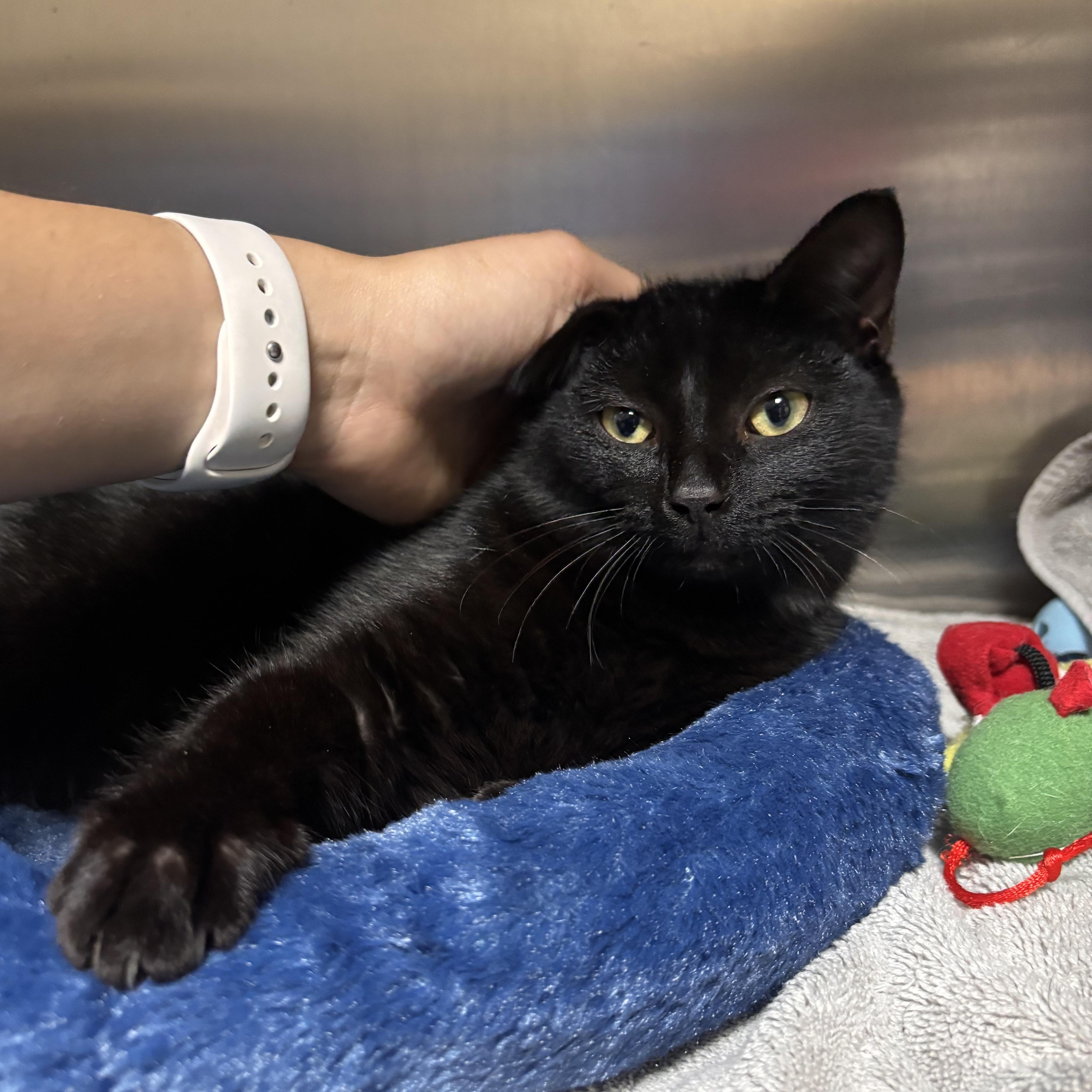 Enlarge Ebony, an adoptable Domestic Short Hair in Collierville, TN image 3/4