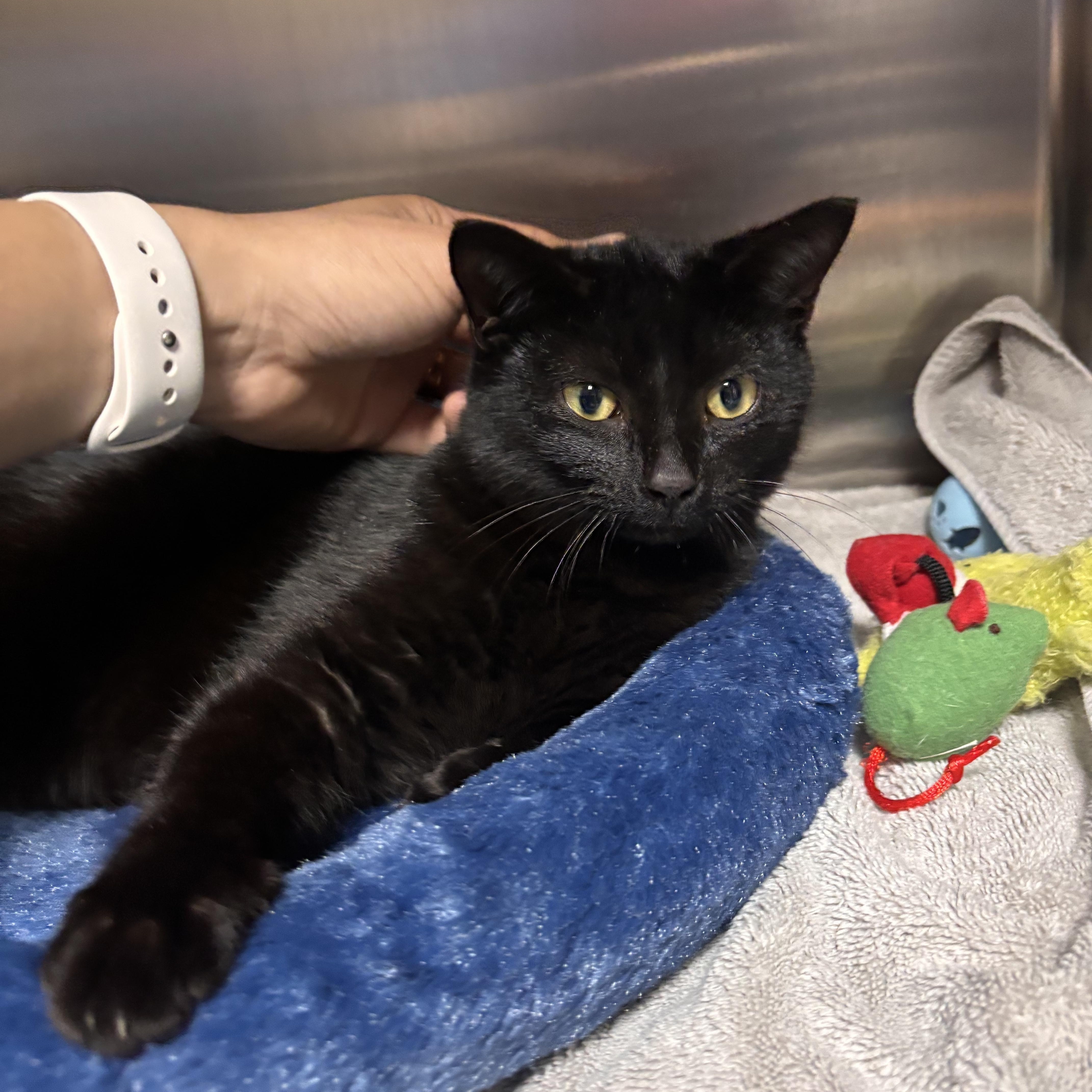 Enlarge Ebony, an adoptable Domestic Short Hair in Collierville, TN image 4/4