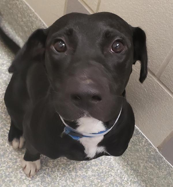 Bandit, Adoptable, Adult Male Labrador Retriever.