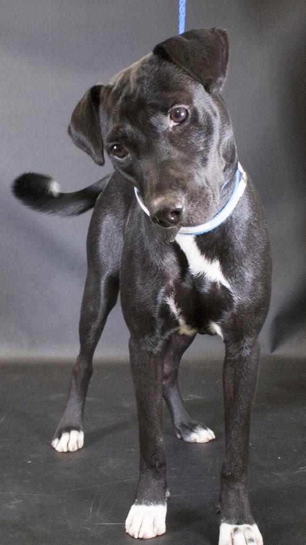 Enlarge Bandit, a Adoptable mixed breed in Houston, TX image 3/3