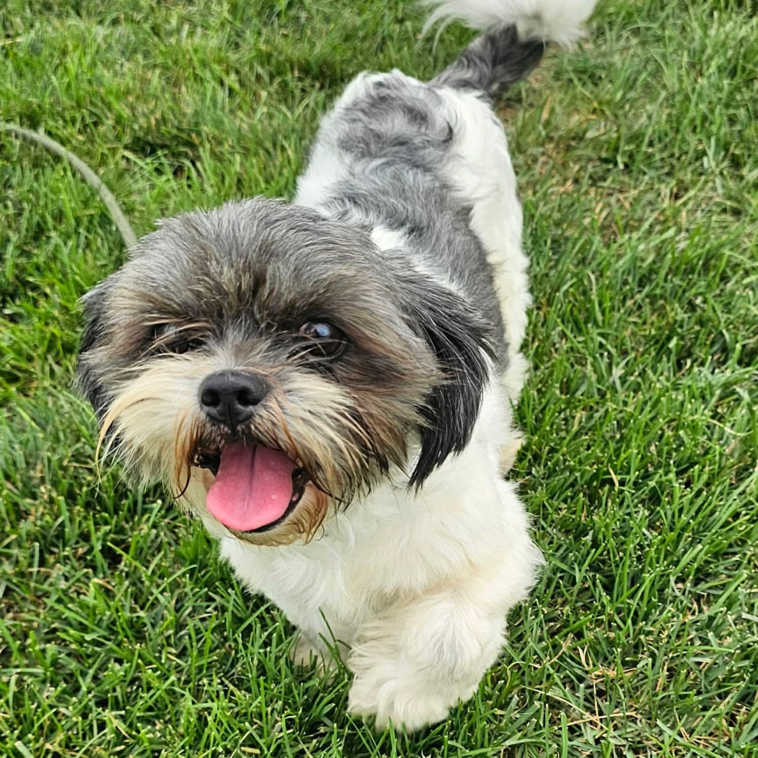 Enlarge Casey, an adopted Shih Tzu in Minooka, IL image 2/3