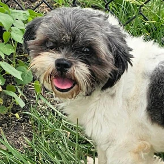 Enlarge Casey, an adopted Shih Tzu in Minooka, IL image 3/3