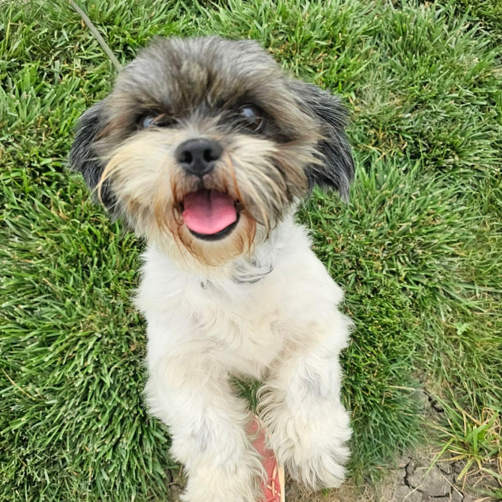 Casey, adopted, Young Male Shih Tzu.