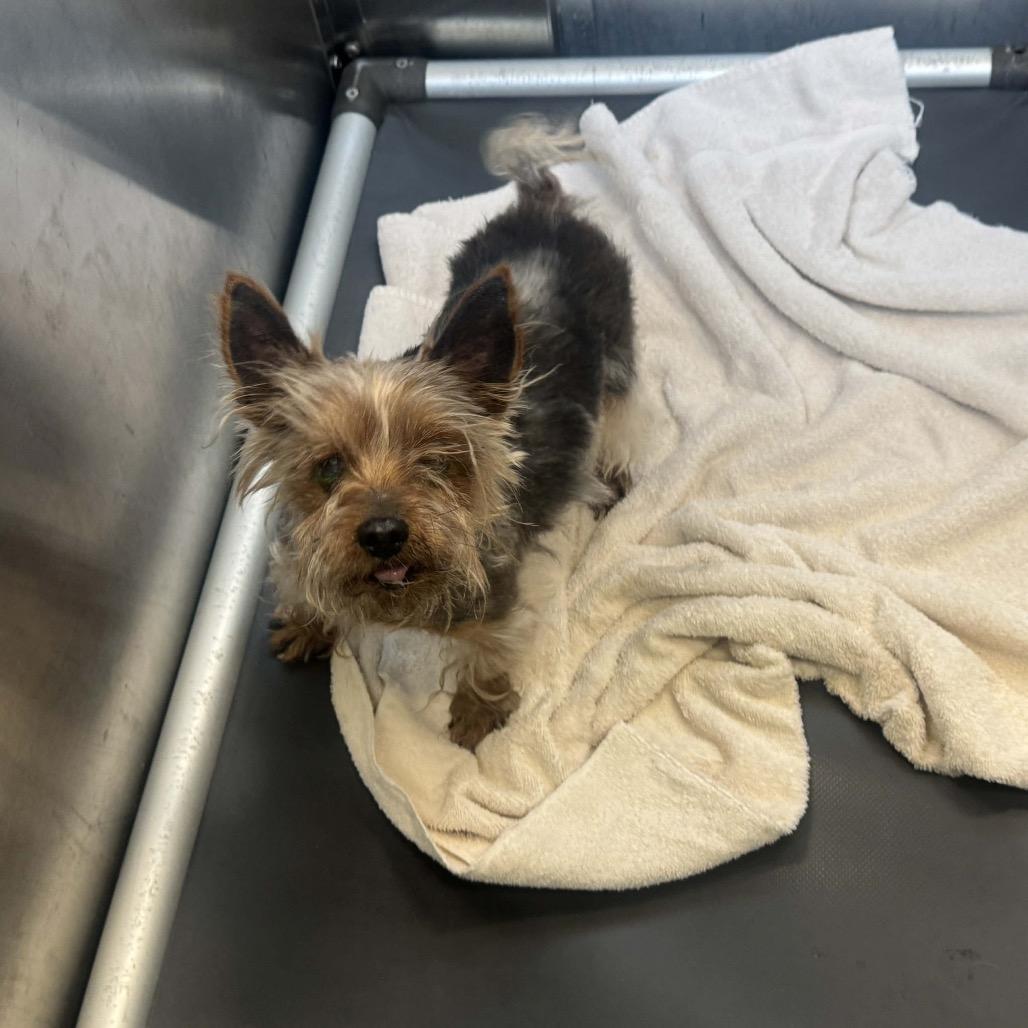 Enlarge Flynn Cinnamon (Dallas), a Adoptable Yorkshire Terrier in Houston, TX image 1/6