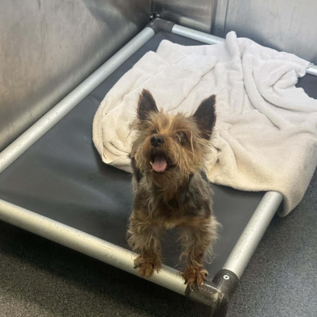 Enlarge Flynn Cinnamon (Dallas), a Adoptable Yorkshire Terrier in Houston, TX image 2/6