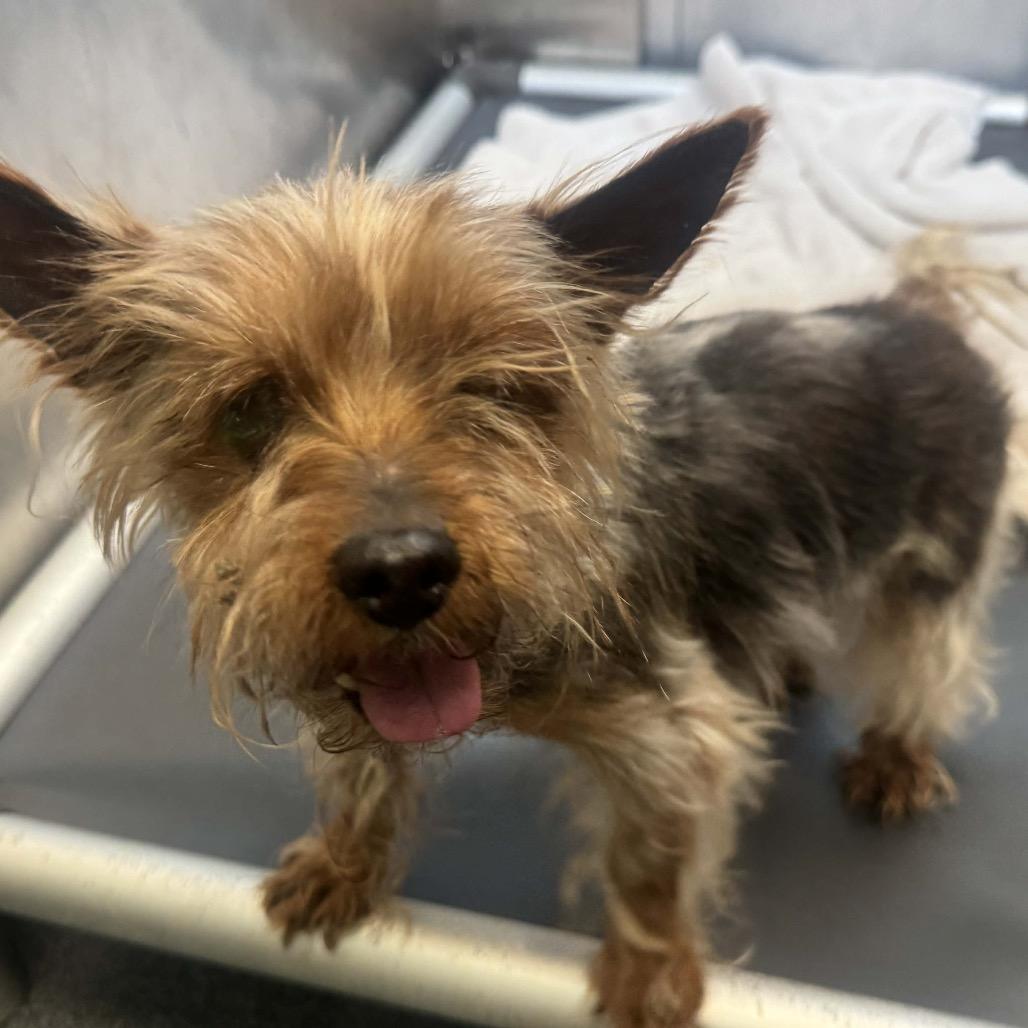 Enlarge Flynn Cinnamon (Dallas), a Adoptable Yorkshire Terrier in Houston, TX image 3/6