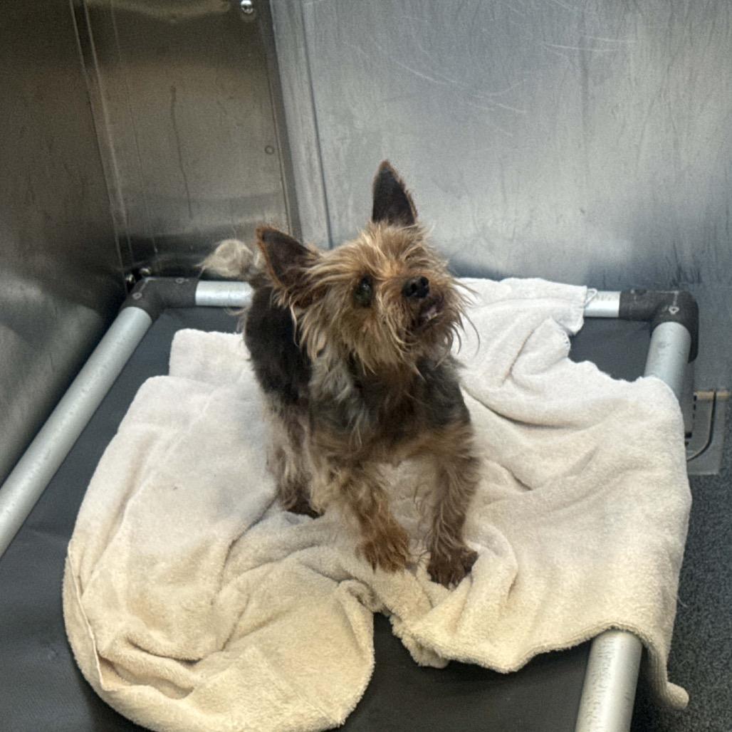 Enlarge Flynn Cinnamon (Dallas), a Adoptable Yorkshire Terrier in Houston, TX image 4/6