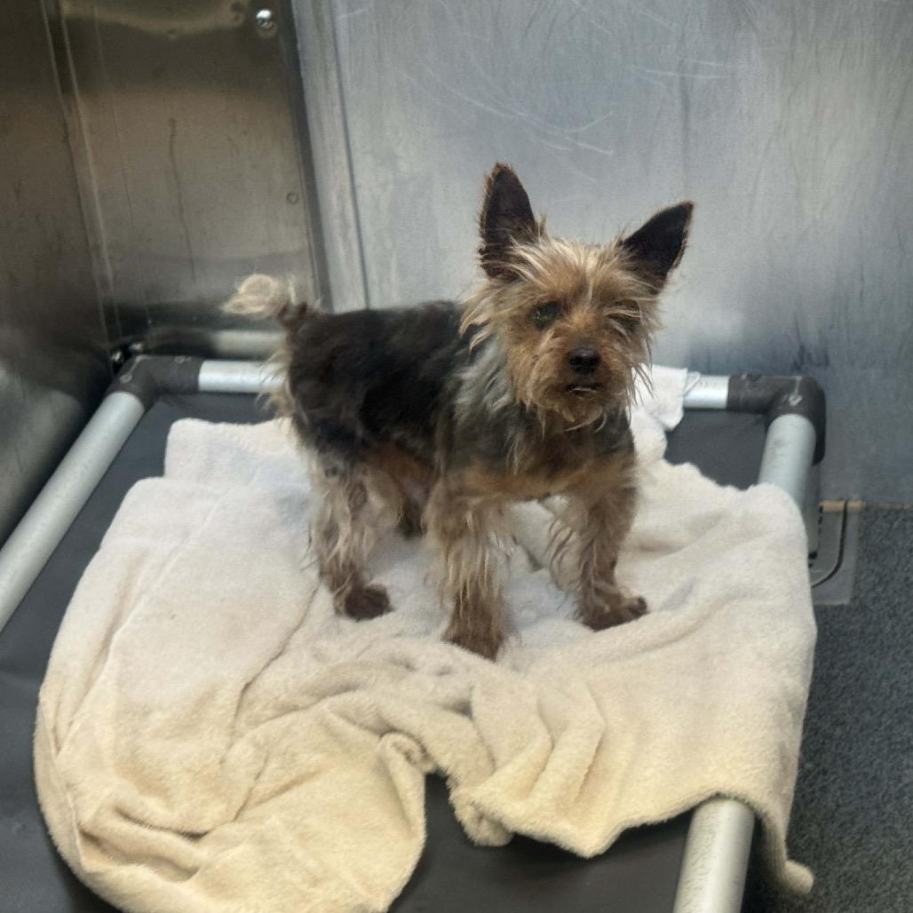 Enlarge Flynn Cinnamon (Dallas), a Adoptable Yorkshire Terrier in Houston, TX image 5/6
